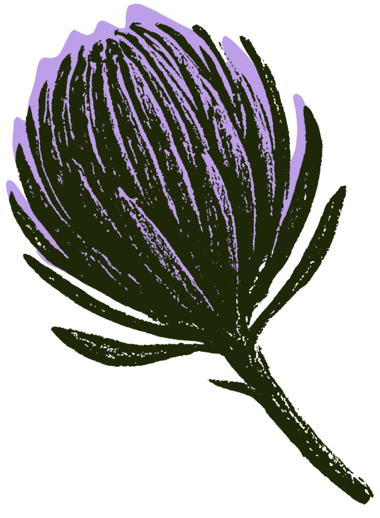Banksia illustration