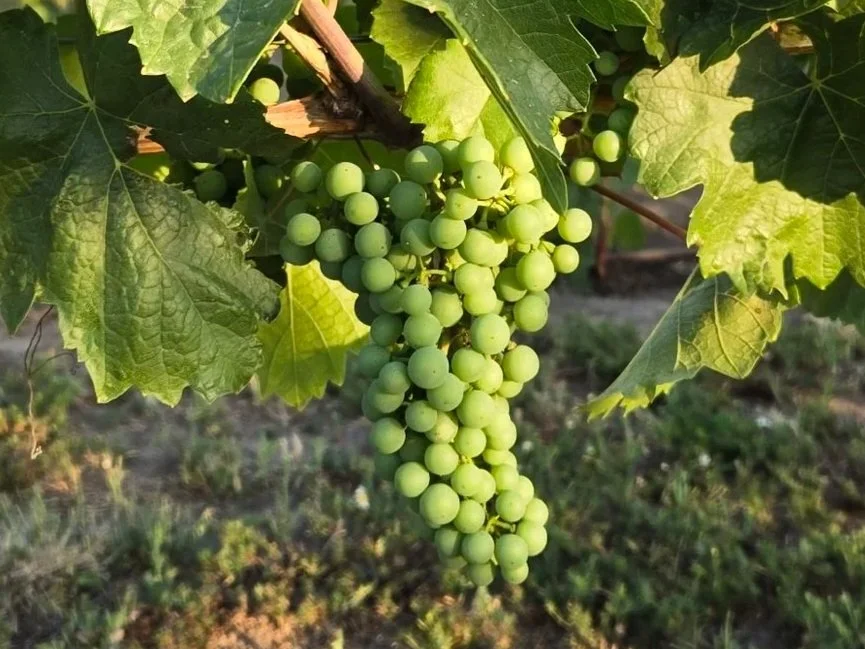 Green grape bunch hanging from a vine with large green leaves.