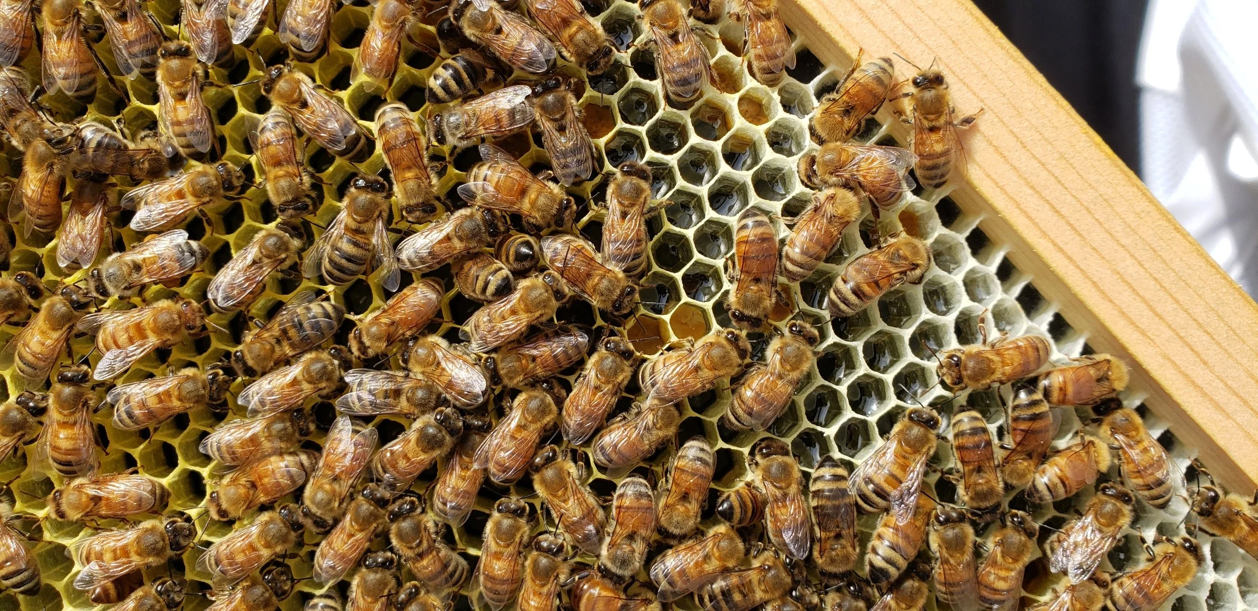 Close-up of honey bees on a honeycomb frame.