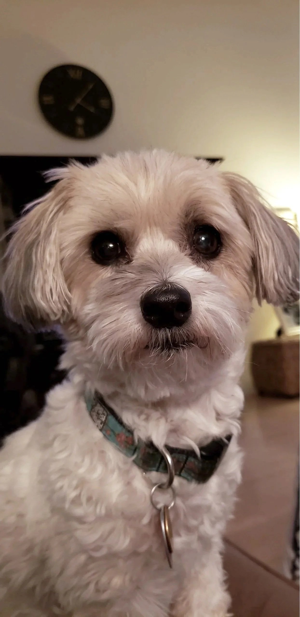 Close-up of a small dog with curly white and tan fur, wearing a collar, indoors with a clock on the wall in the background.