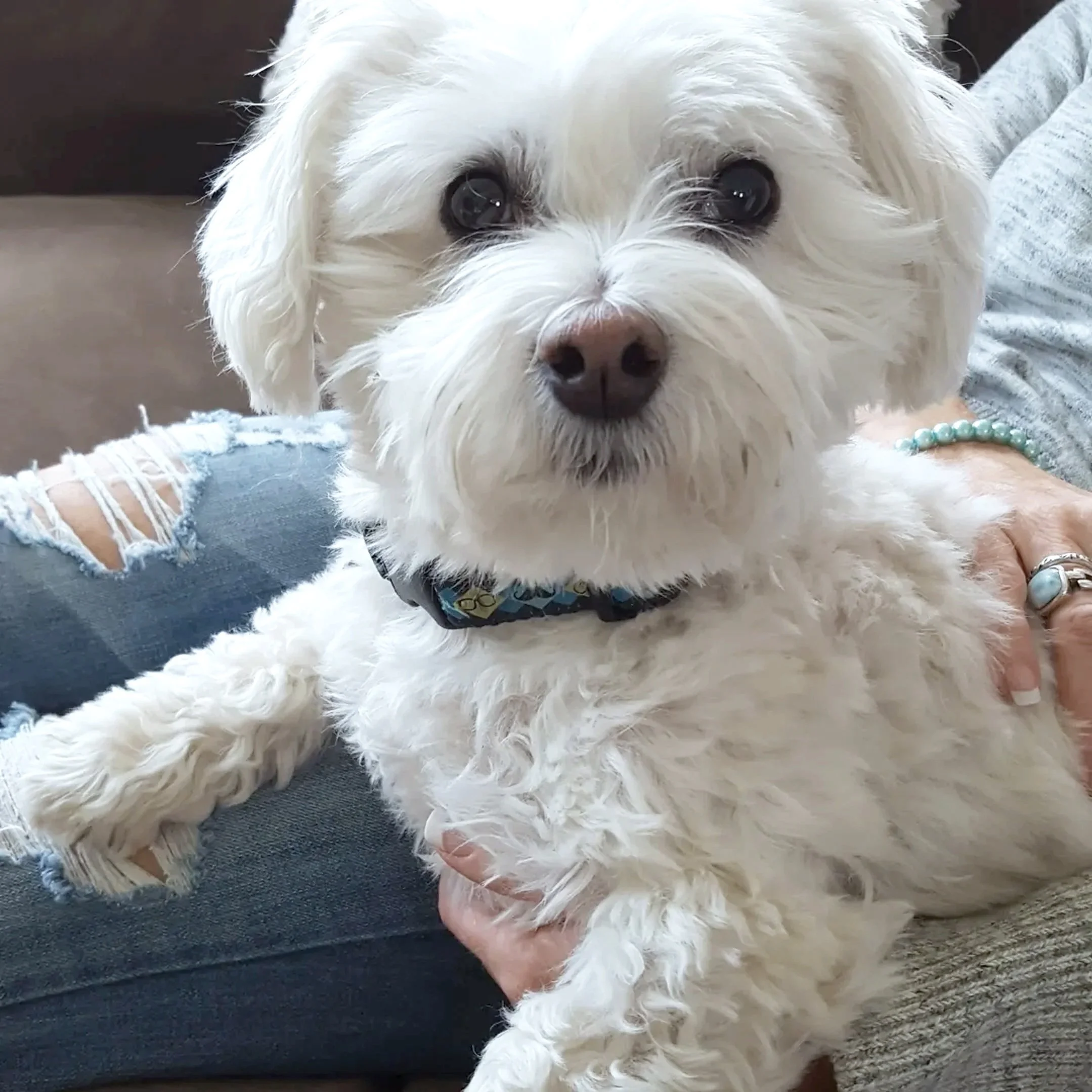 Close-up of a fluffy white dog with dark eyes, held by a person wearing distressed jeans and a gray sleeve, on a beige couch.