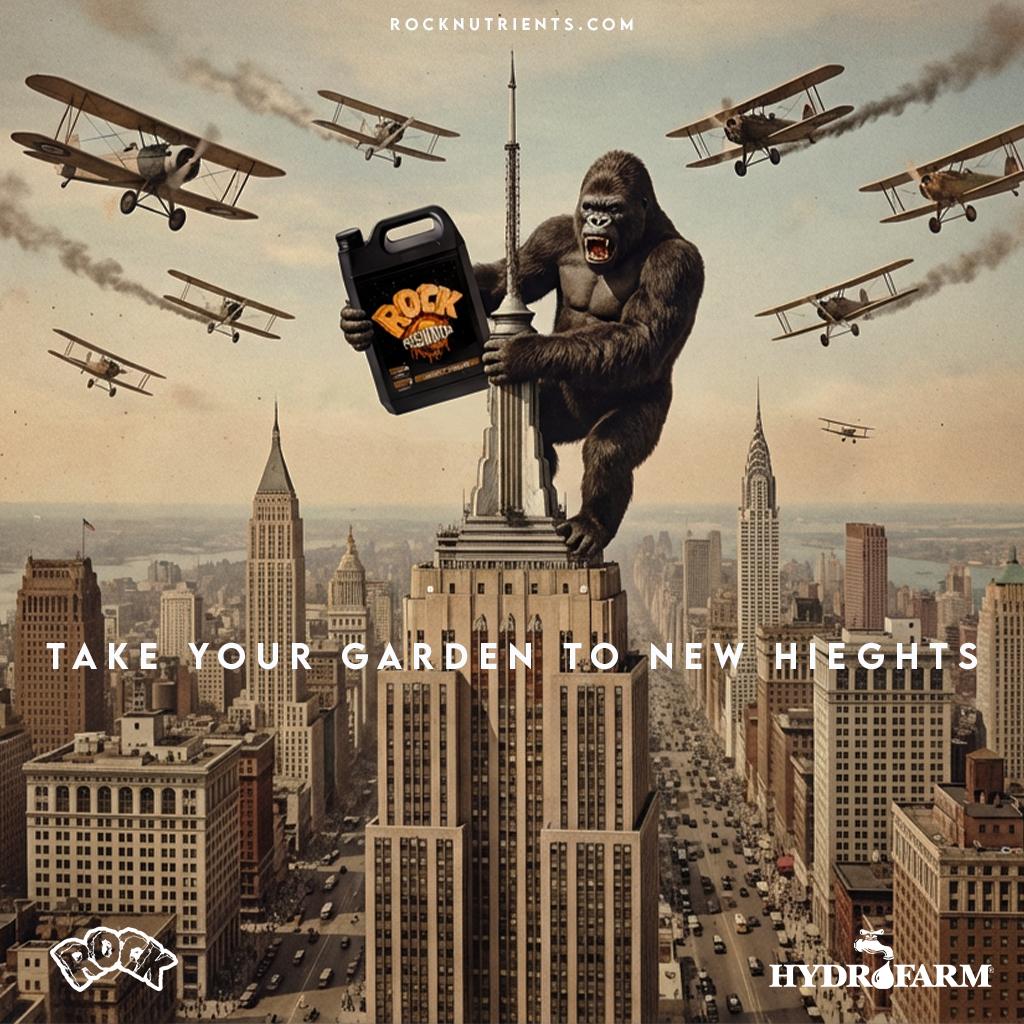 A giant gorilla holding a black container of rock fertilizer and standing on top of the Empire State Building in New York City. Several biplanes are flying in the sky around the gorilla, with smoke trails. The scene appears digitally manipulated for 
