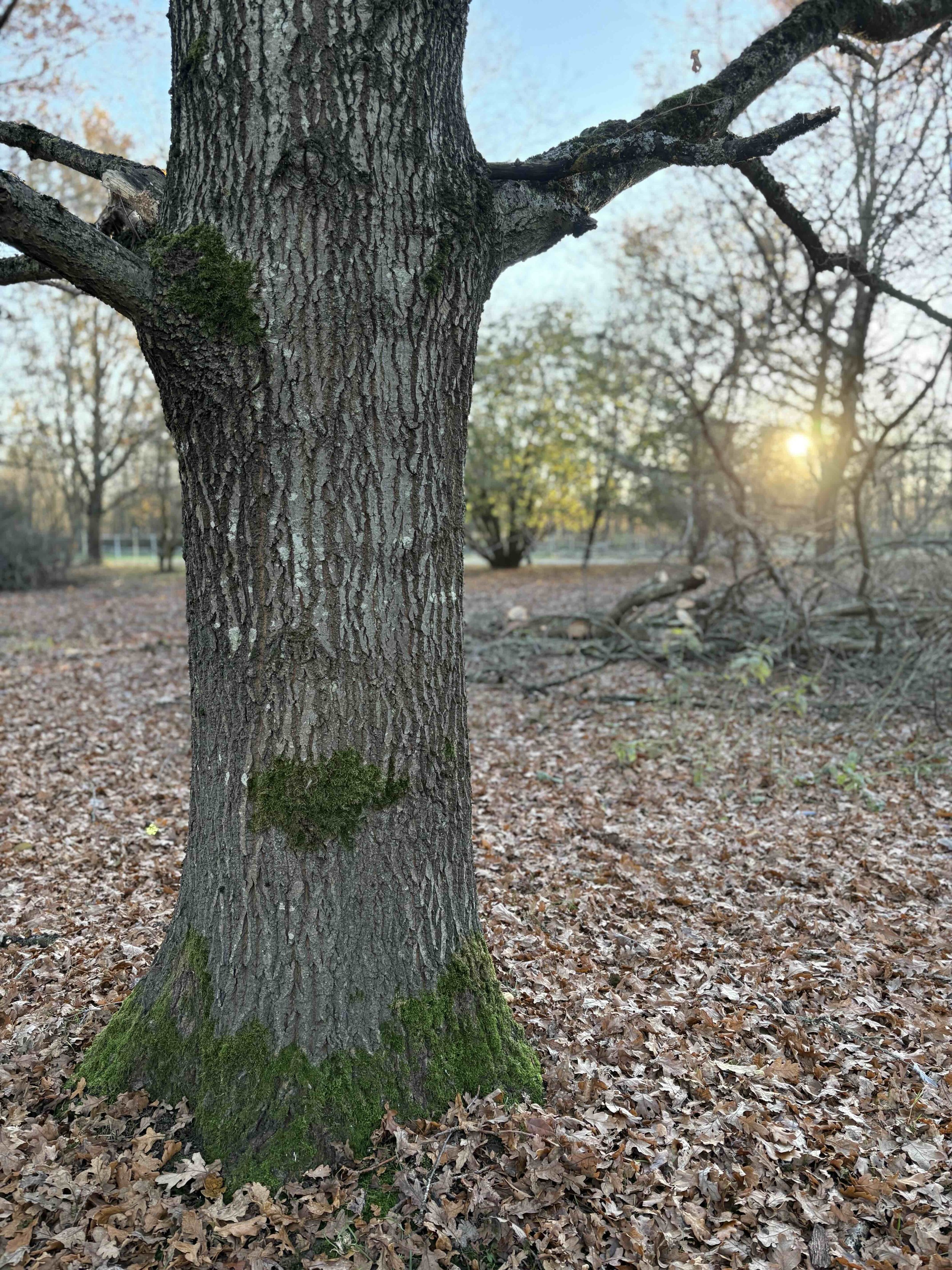 En fot i skogen: Om trädens kraft och naturens immunförsvar