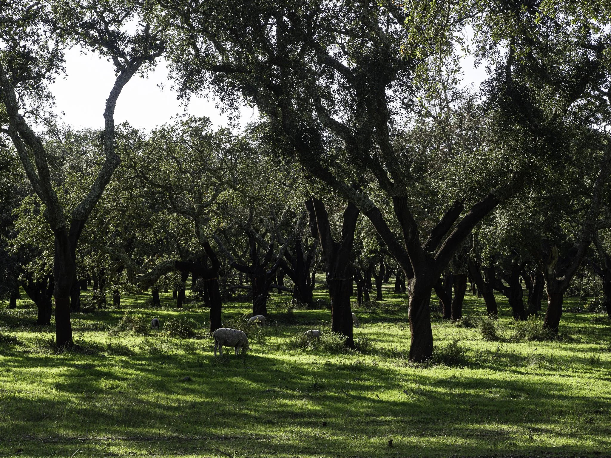 An image of green fields