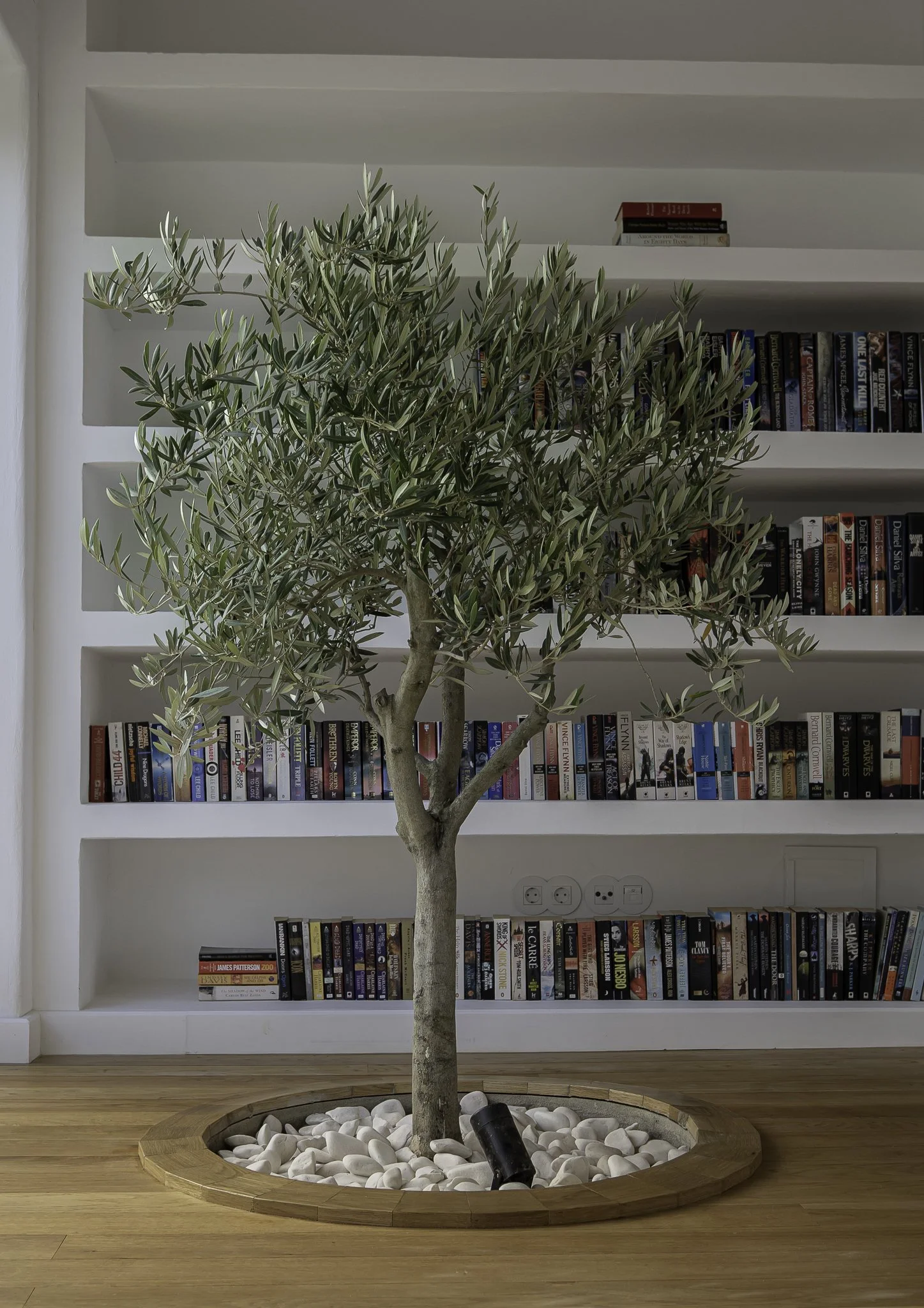 An image of a olive tree