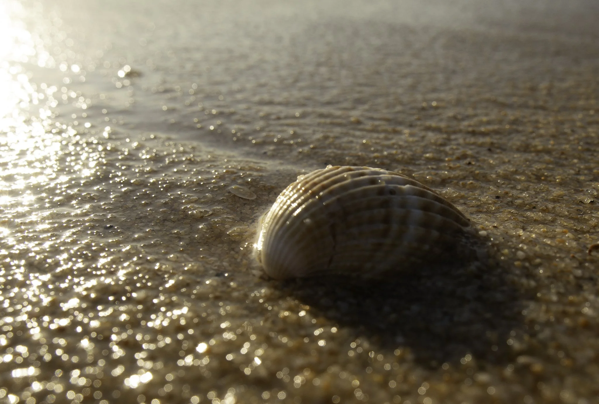 An image of a shell.