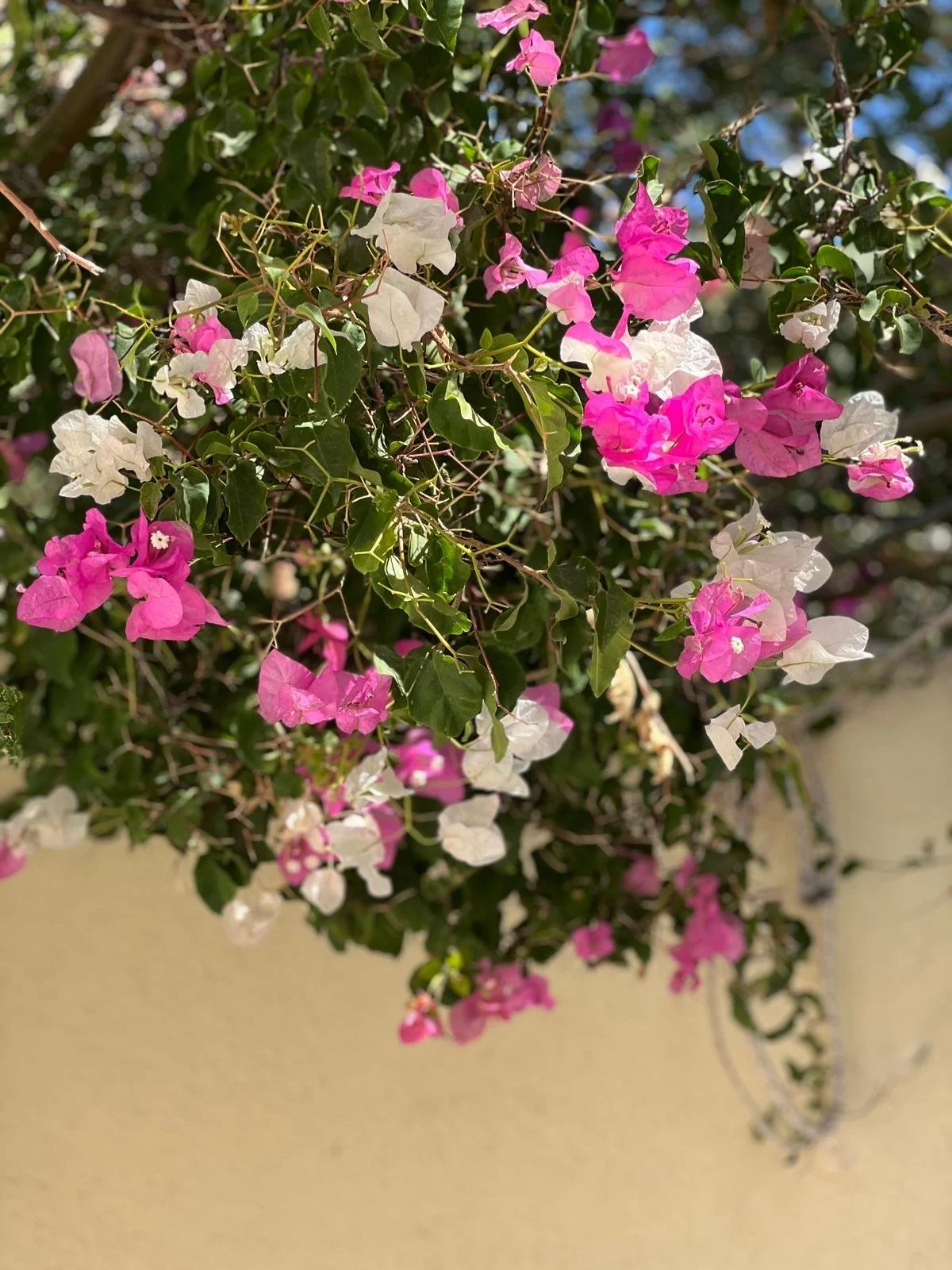 WhatsApp Image 2025-11-10 at 16.07.21(1).jpeg