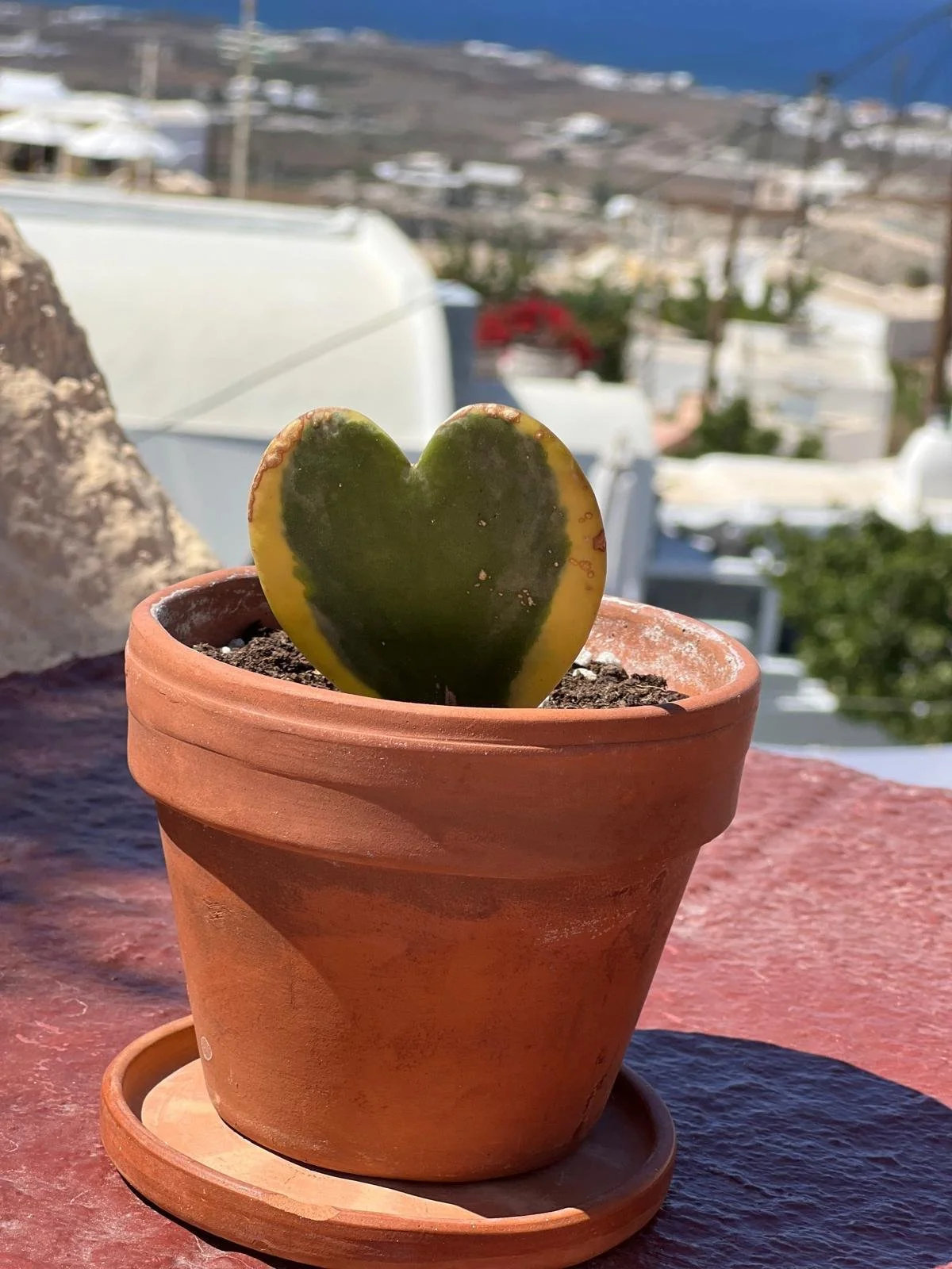 WhatsApp Image 2025-11-10 at 16.30.27(1).jpeg