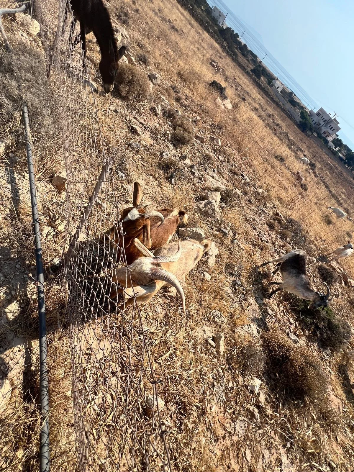 WhatsApp Image 2025-11-10 at 16.14.55(5).jpeg