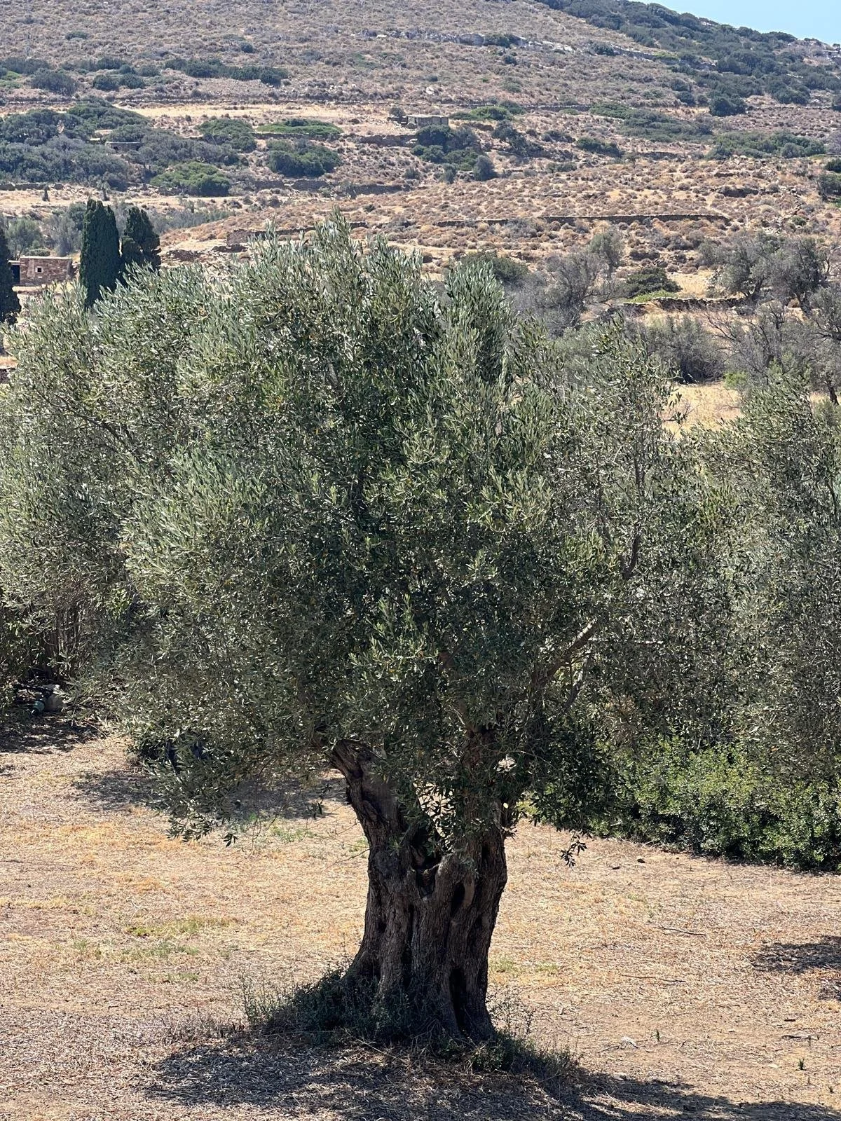 WhatsApp Image 2025-11-10 at 16.26.01(4).jpeg