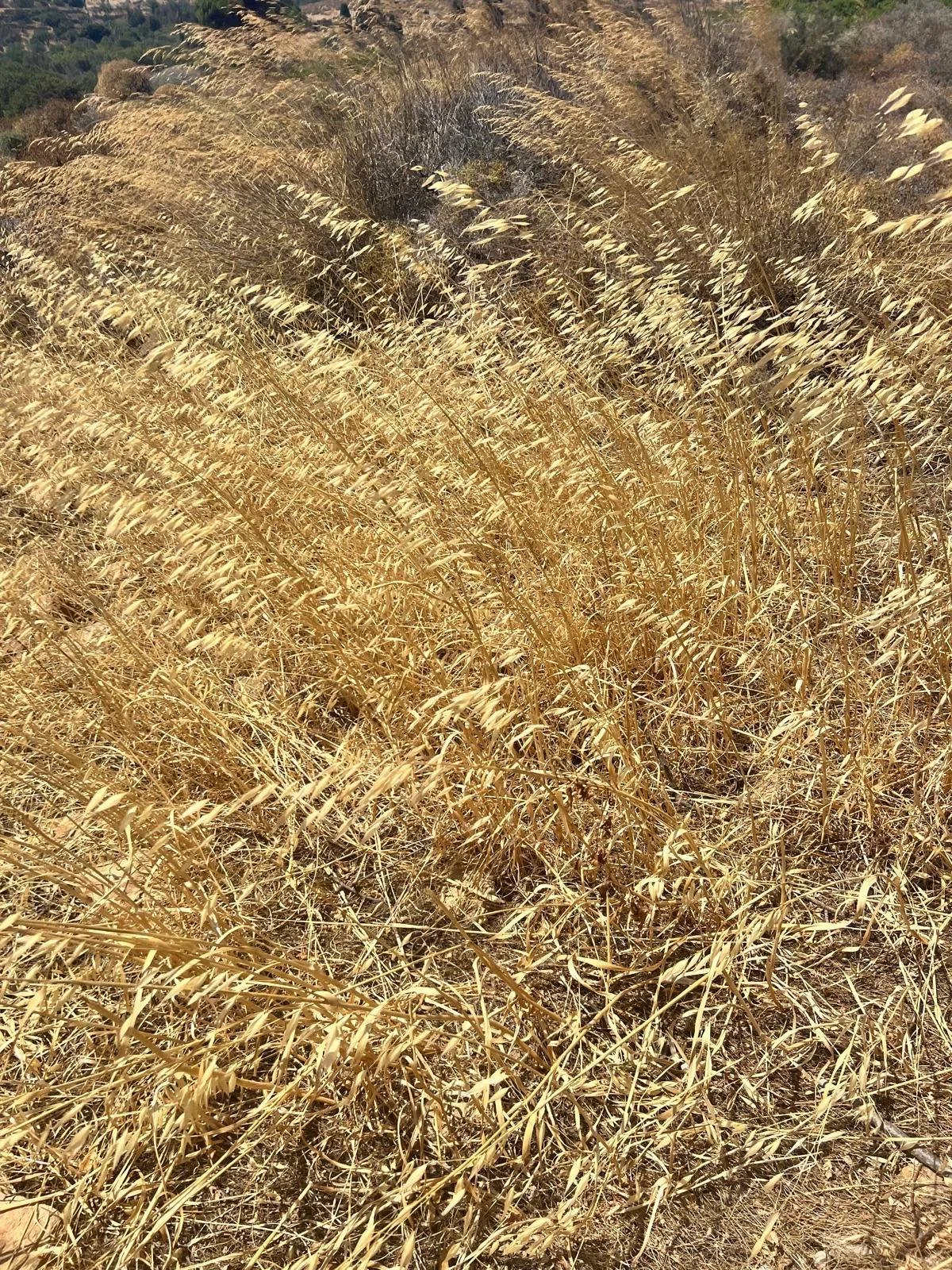 WhatsApp Image 2025-11-10 at 16.26.01(1).jpeg