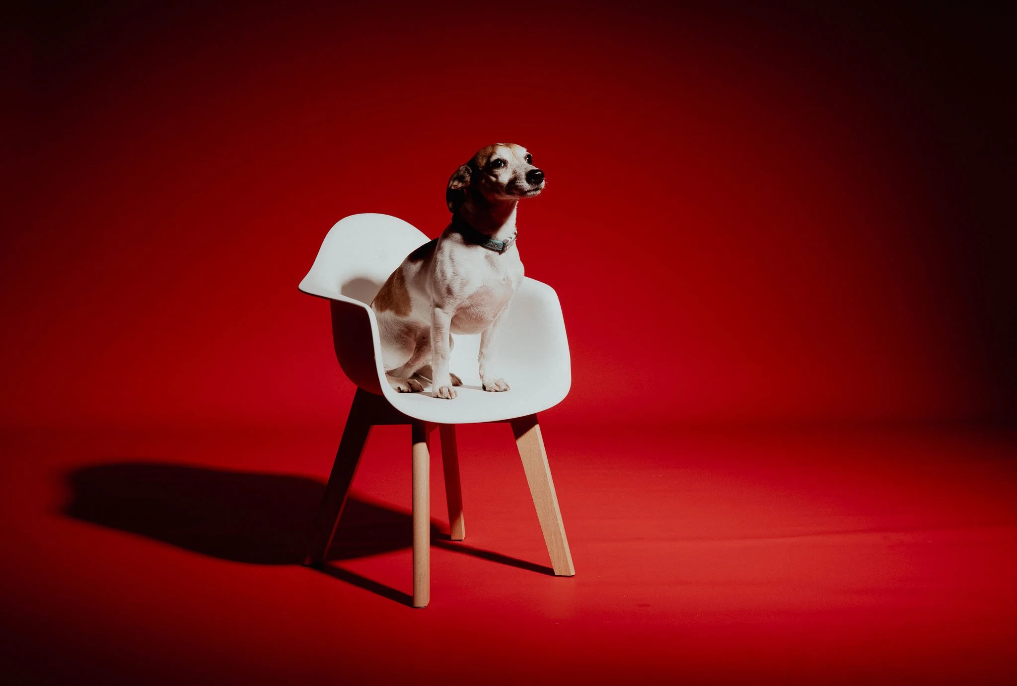 Portrait d'un jack russel avec son maitre au studio4pattes, Awans. Studio photo pour chien