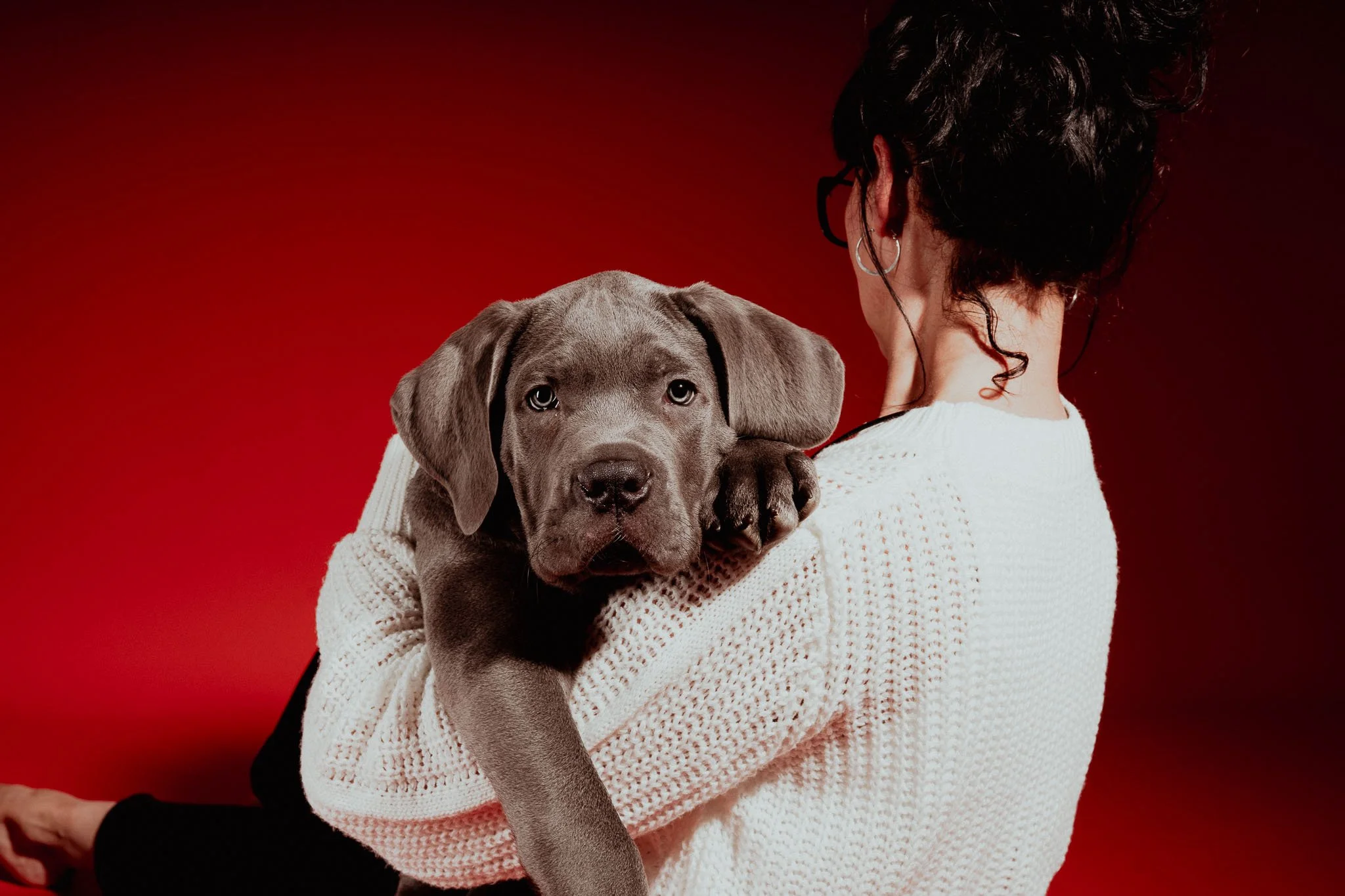 Portrait d'un cane Corso avec son maitre au studio4pattes, Awans. Studio photo pour chien