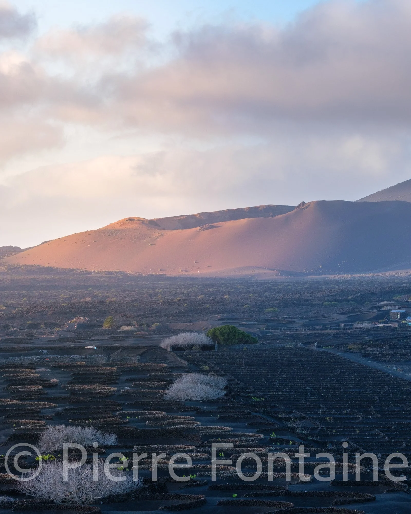 canaries-25
auteur: Pierre Fontaine