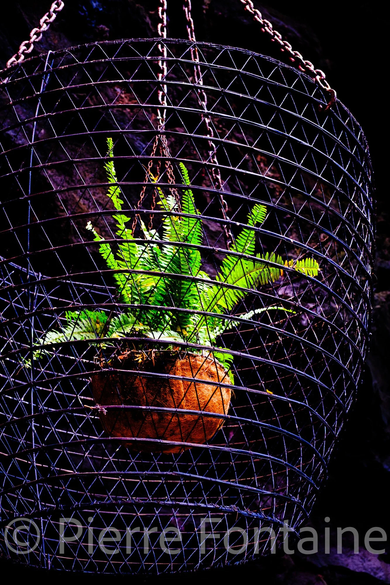 canaries-11
auteur: Pierre Fontaine