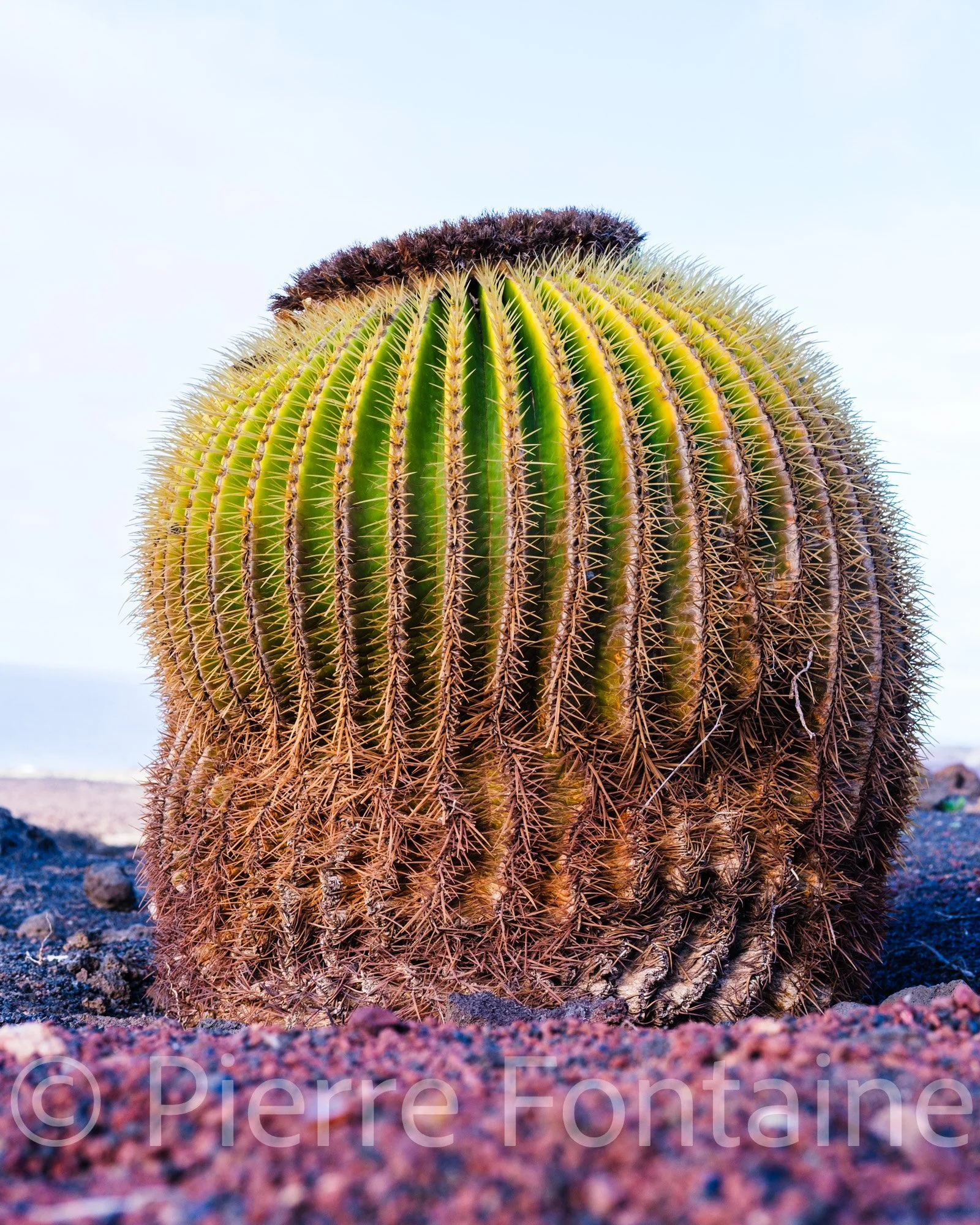 canaries-18
auteur: Pierre Fontaine