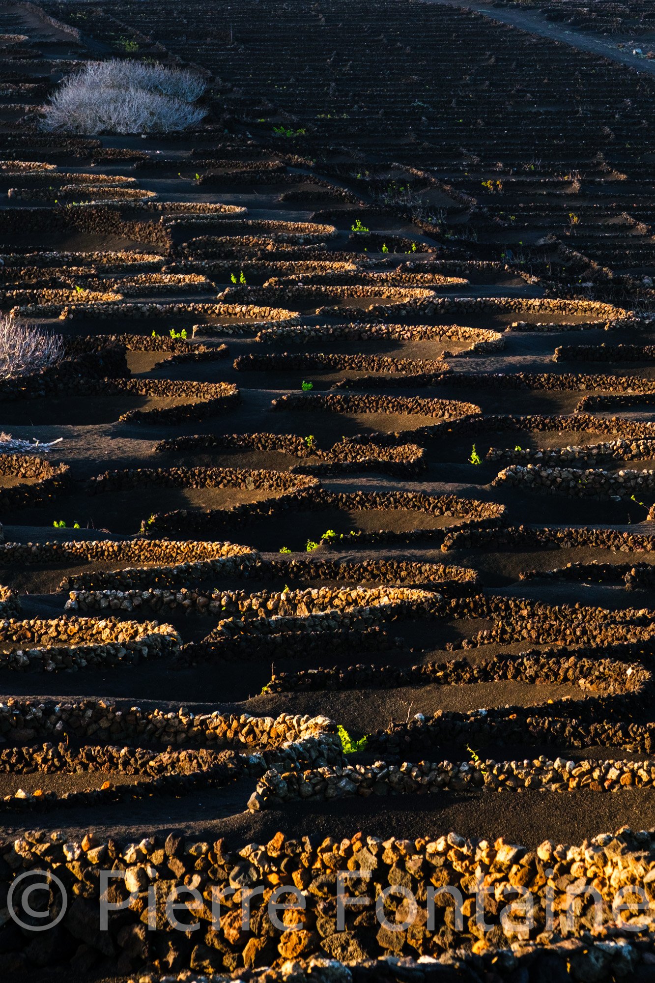 canaries-23
auteur: Pierre Fontaine