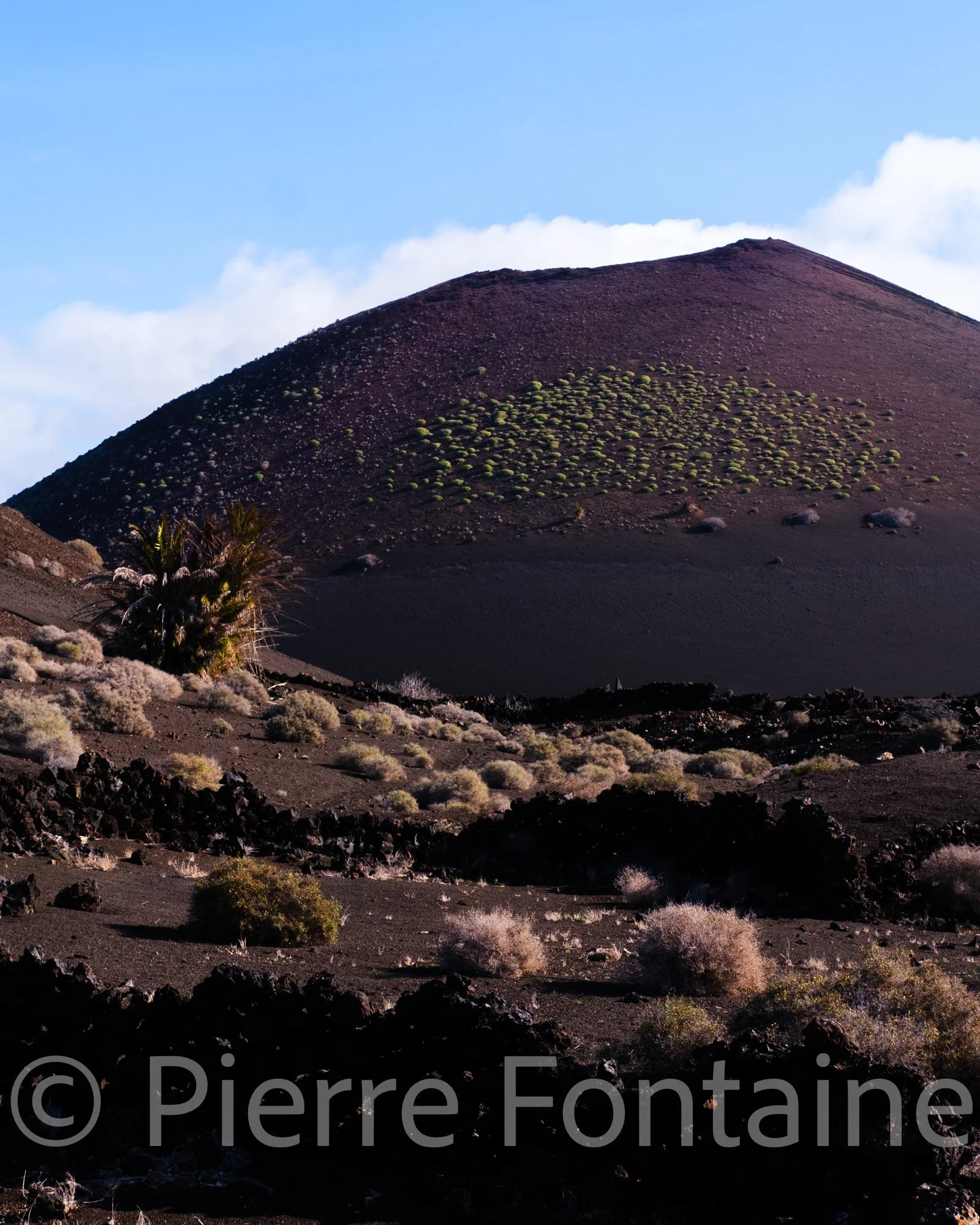 canaries-19
auteur: Pierre Fontaine