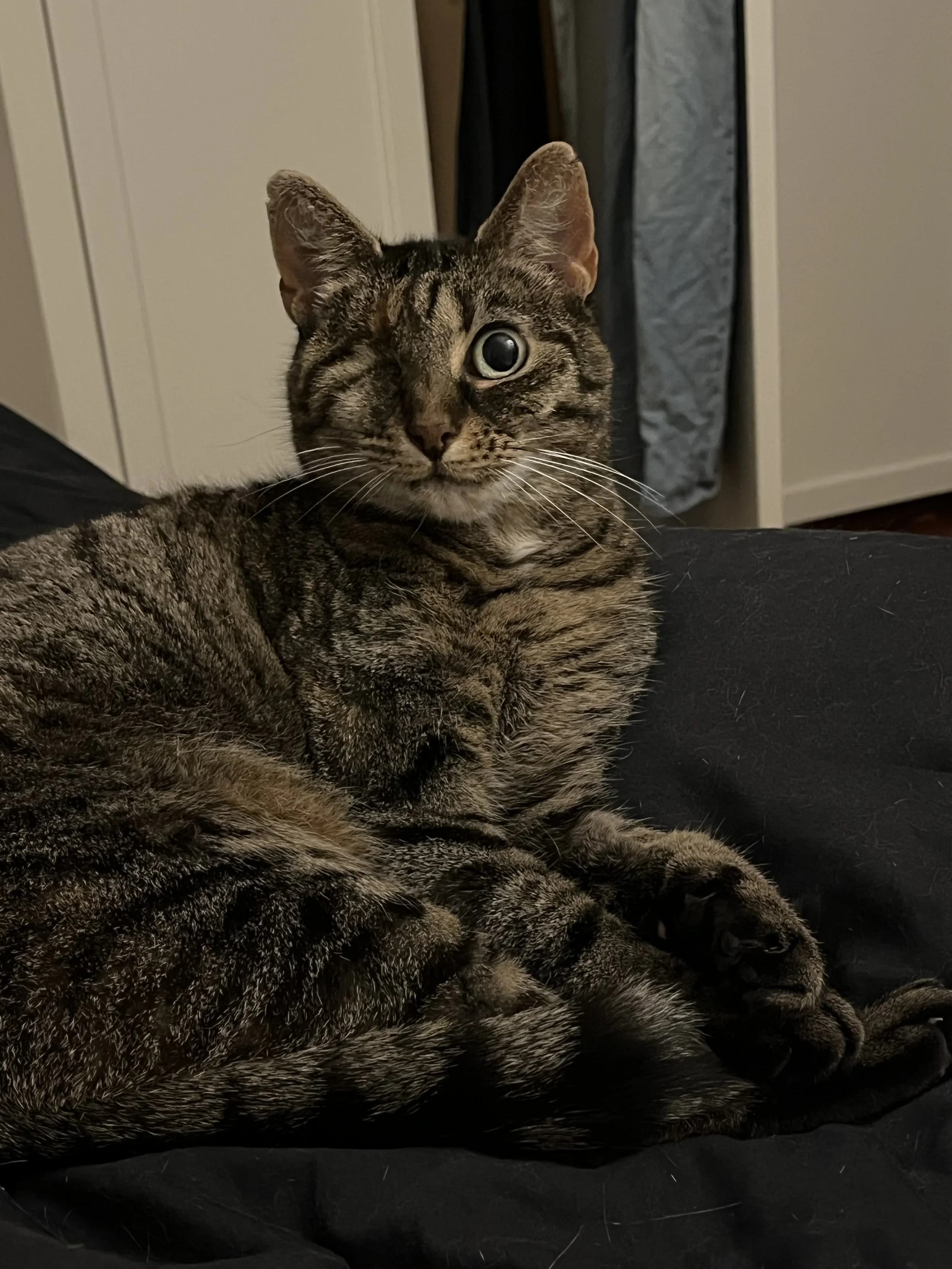 Poes.webp