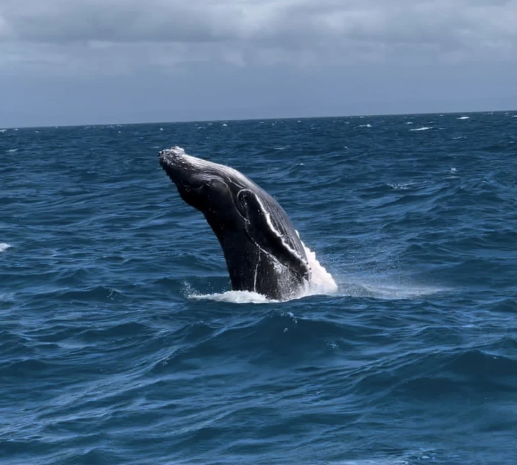 The Comeback of the Humpback Whale