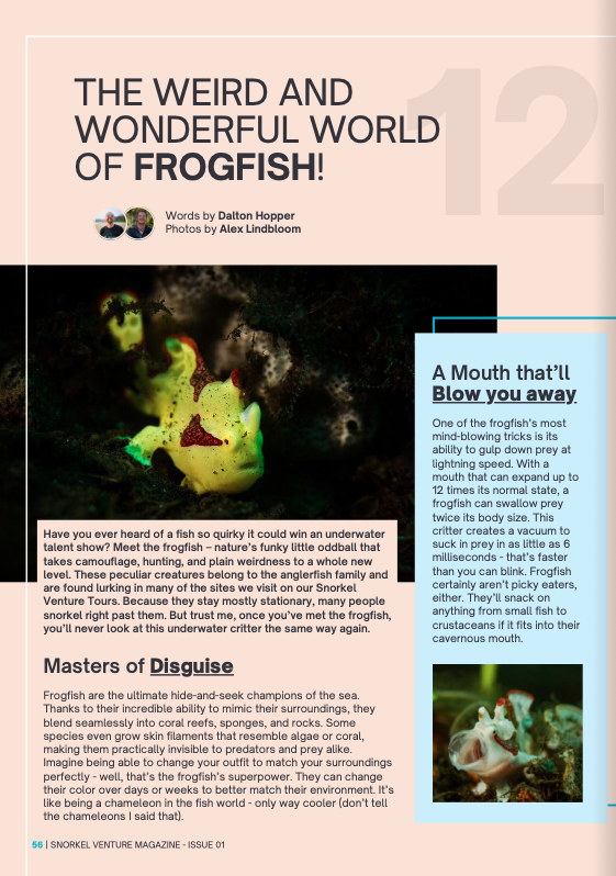 Snorkel Venture Magazine Frogfish.png