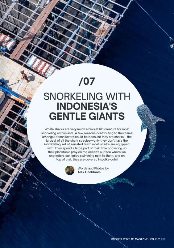 Snorkel Ventue Magazine Whalesharks.png