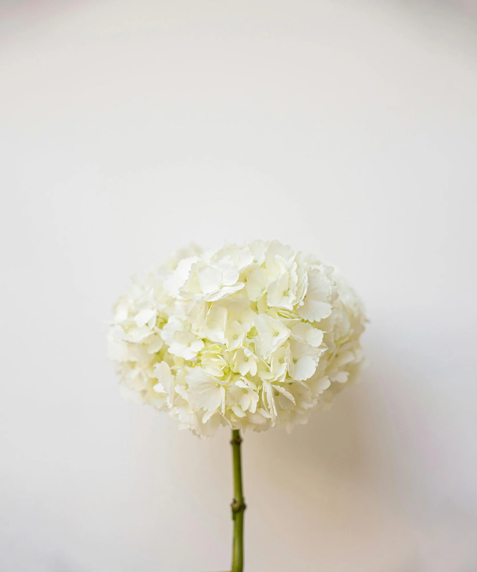 A single white hydrangea flower with a green stem against a plain white background.