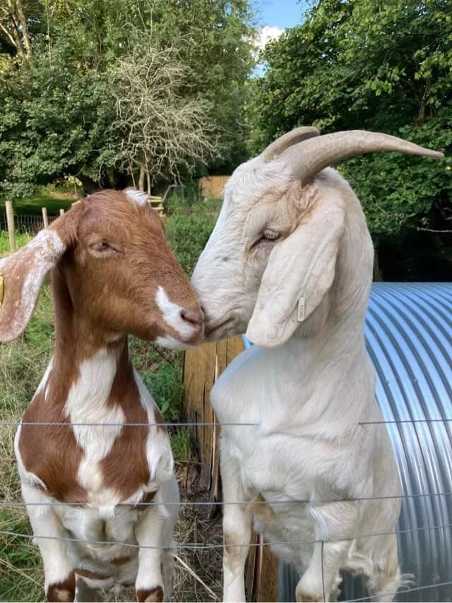 Two goats, one brown and white and the other white with large curved horns, standing close and touching noses outdoors with trees and fencing in the background.