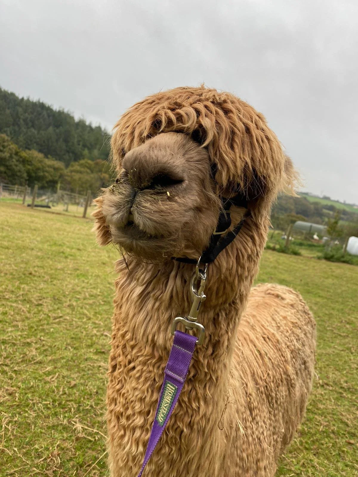 Close-up of an adorable brown poodle with curly fur, wearing a black collar and a purple leash, standing on a grassy field with trees and hills in the background on a cloudy day.