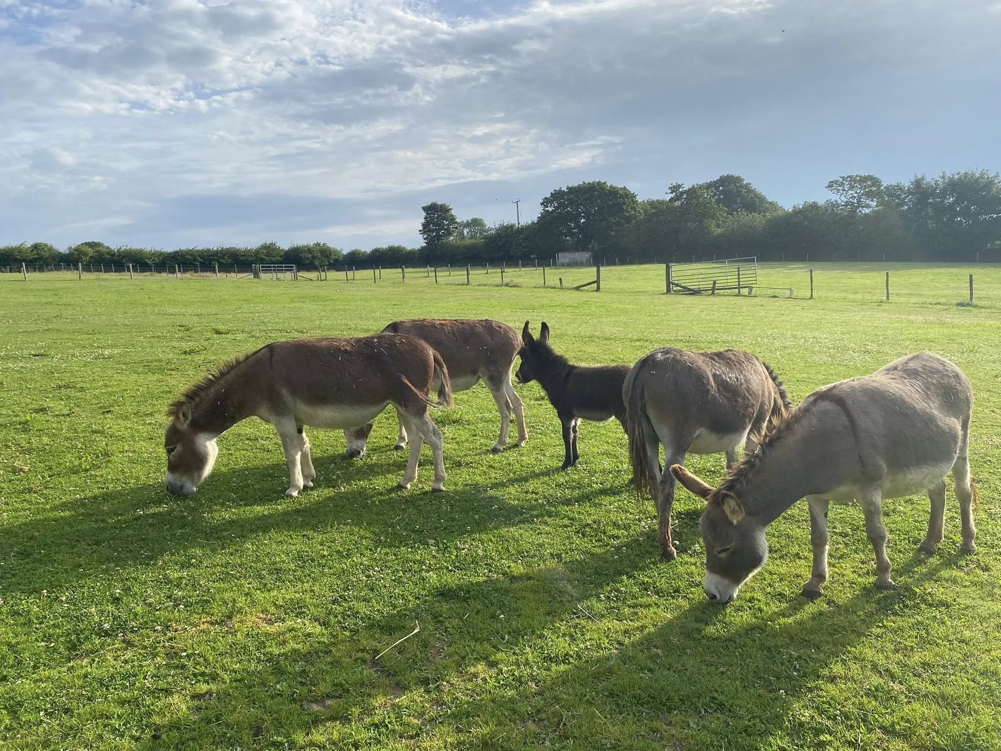 Five donkeys grazing on green grass in a sunny field with a blue sky and trees in the background.