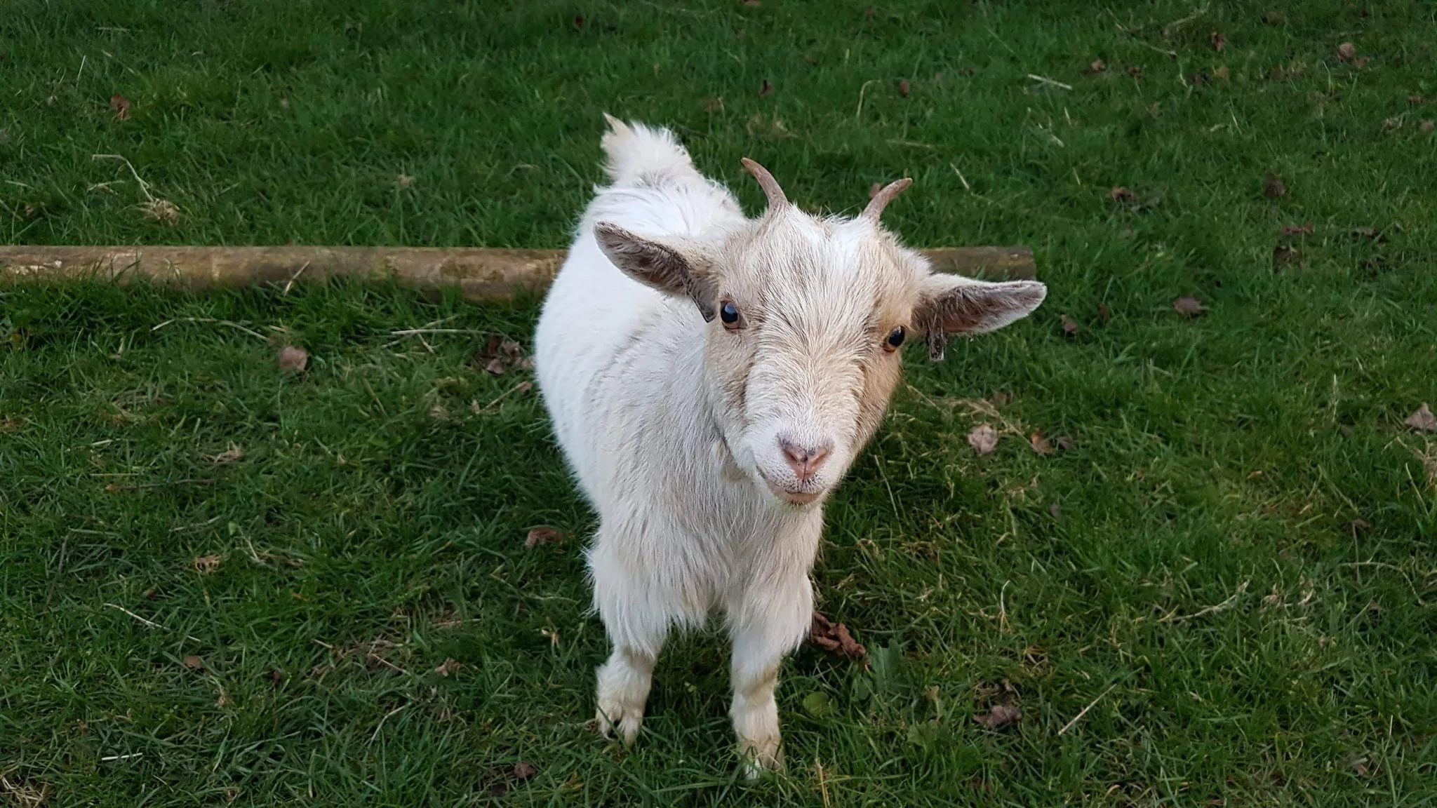 A young white goat with small horns and blue eyes standing on green grass.