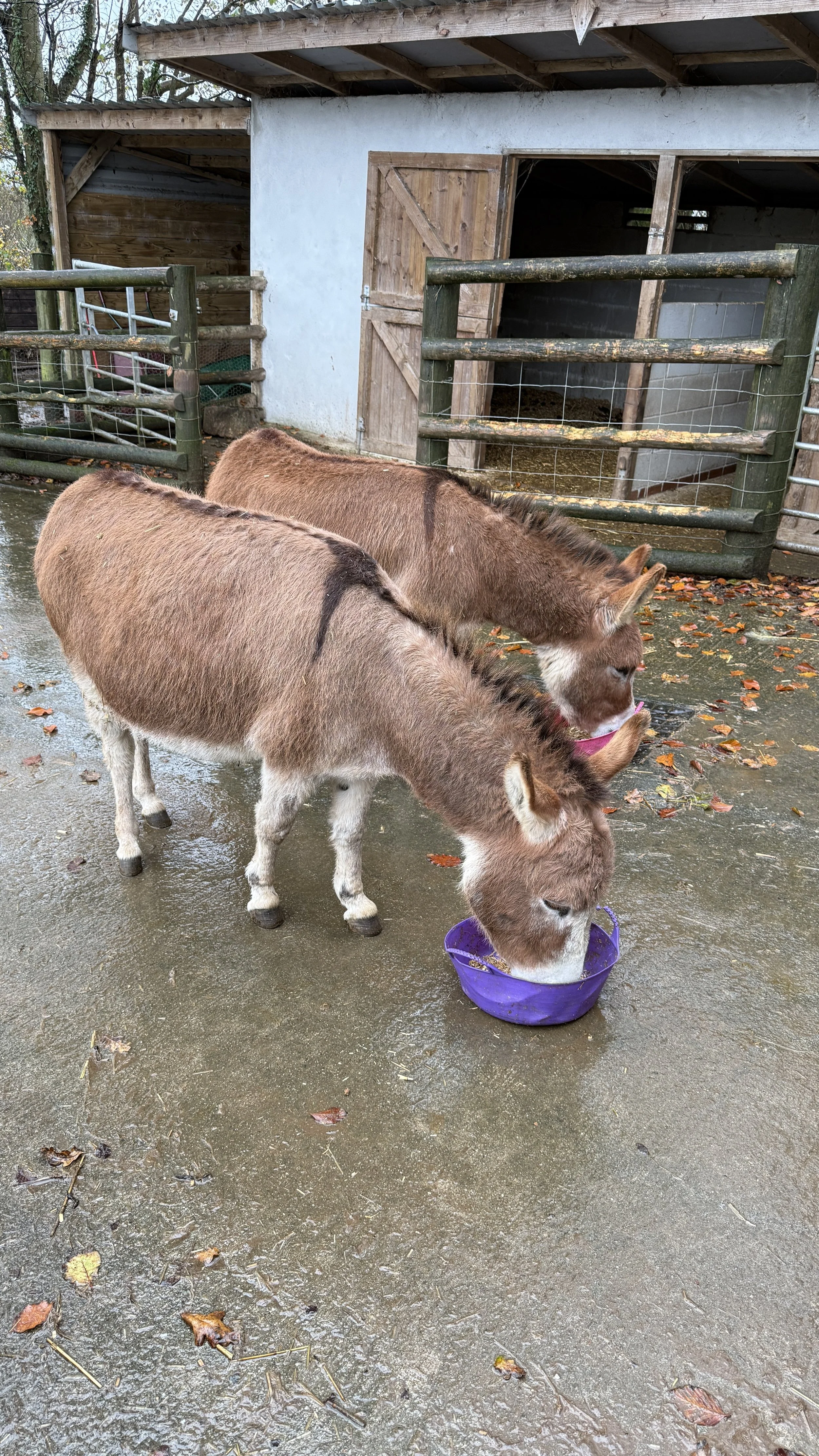 Two donkeys eating from purple and pink buckets outside a stable with wooden fences and a barn door.