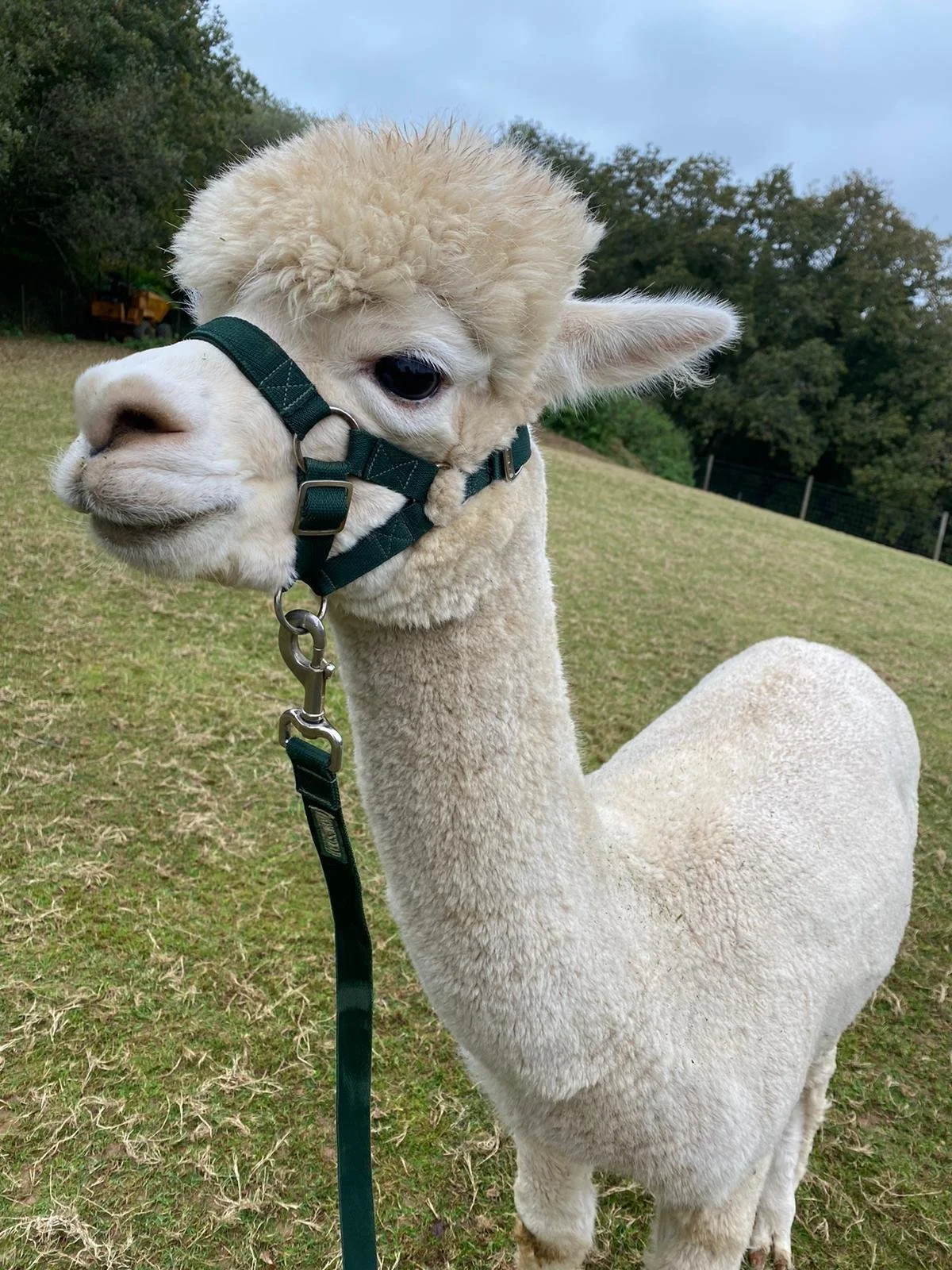 Close-up of a young alpaca with cream-colored fleece, wearing a black halter, standing on green grass with trees and a cloudy sky in the background.