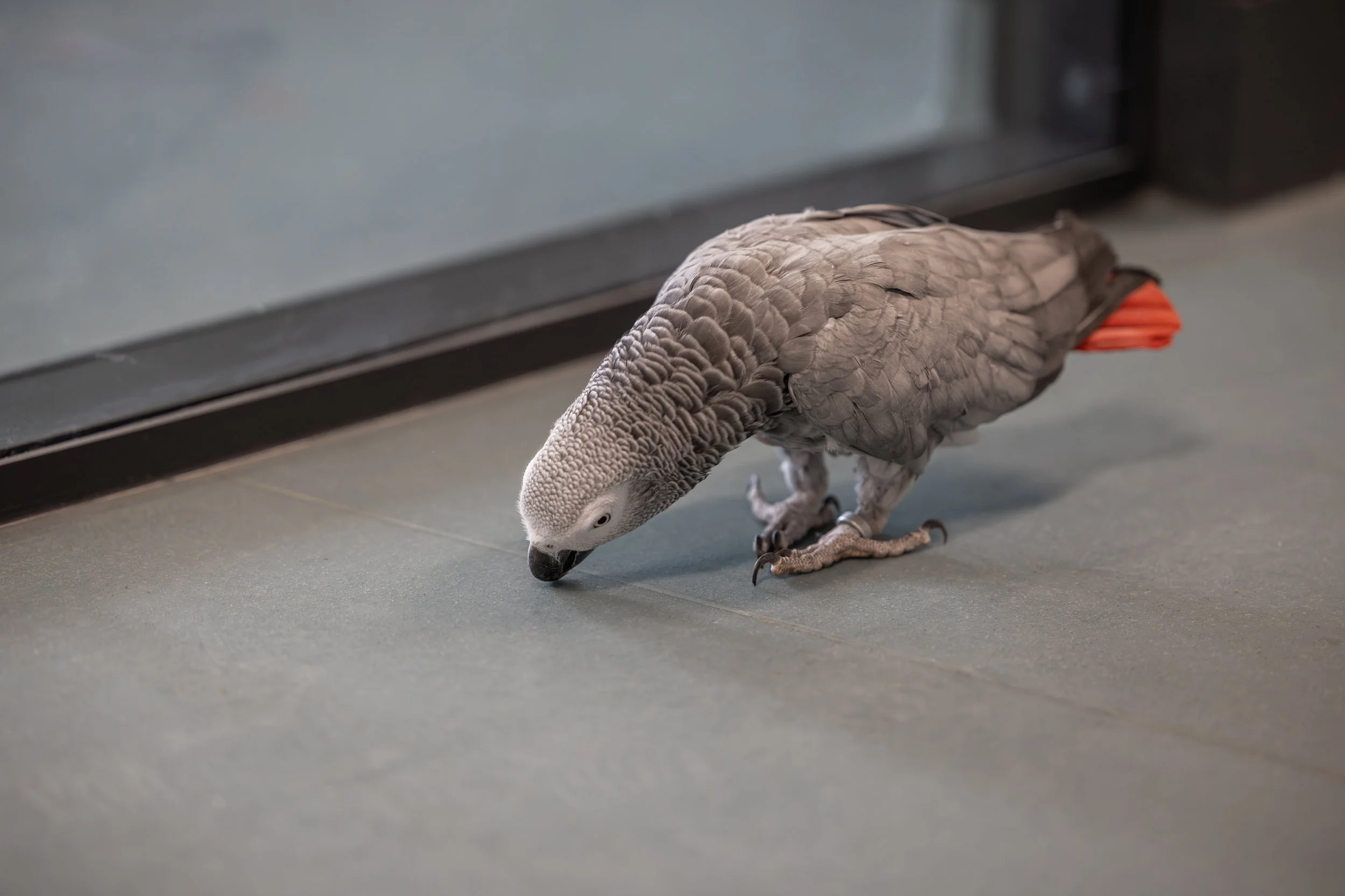 Animal Management Centre Grimsby-Altro Suprema-07.jpg