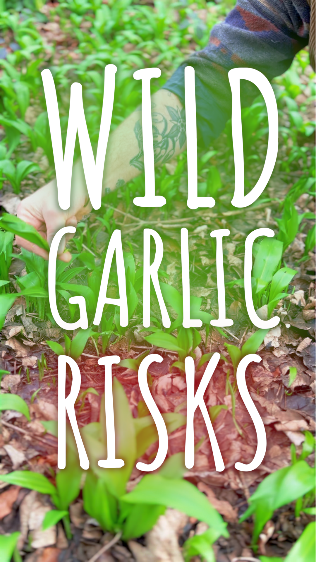 A person pruning garlic chives in a garden with green plants and brown mulch, with the overlay text 'Wild Garlic Risks'.