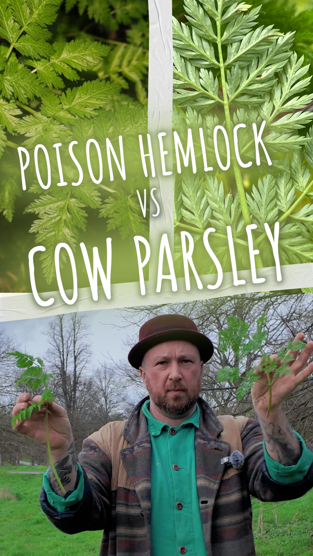 A man holding watercress and parsley outdoors with leaf background, overlaid with text comparing poison hemlock and cow parsley.