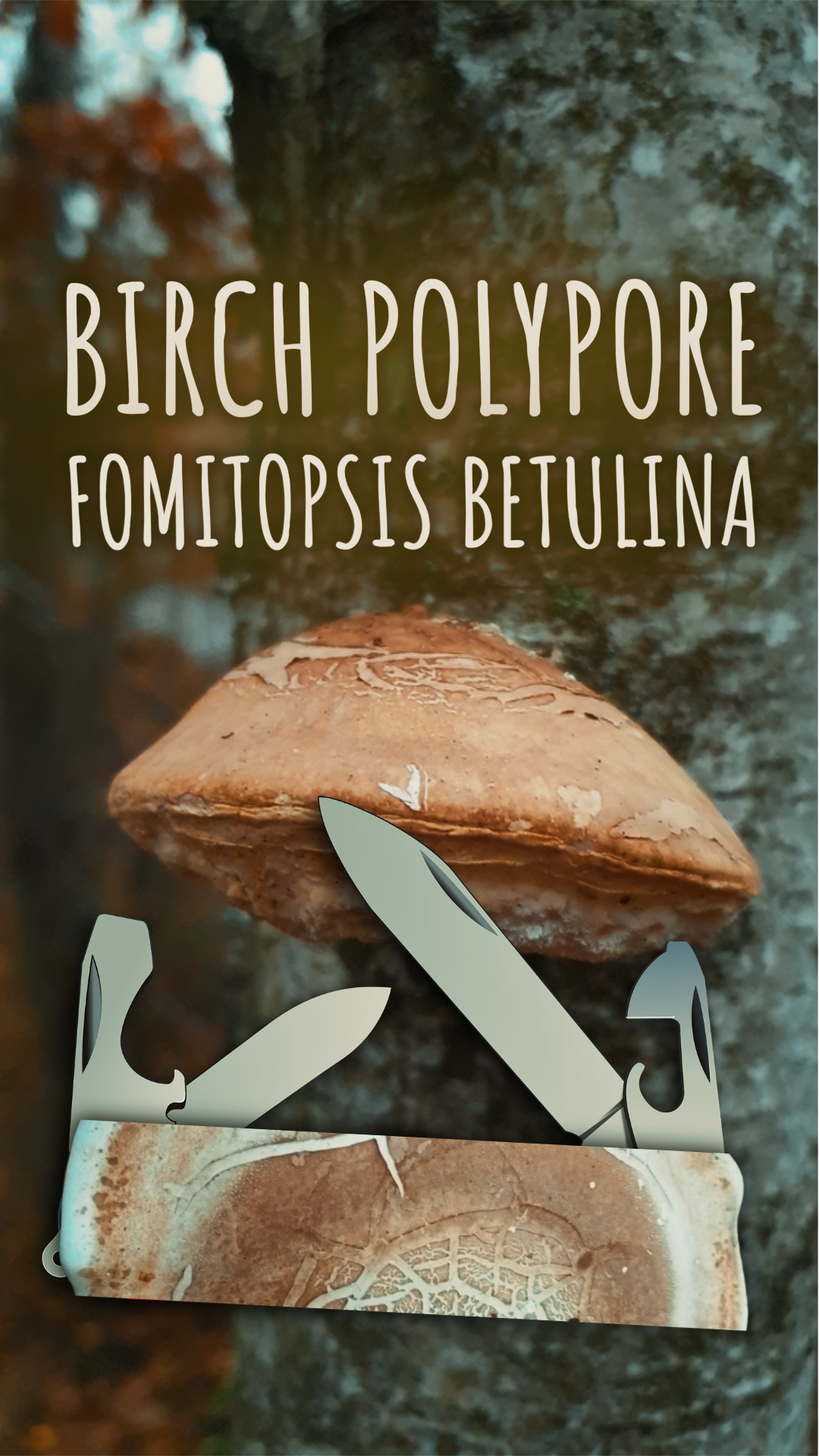 Close-up of a birch polypore mushroom growing on a tree, with overlaid text indicating its scientific name, Fomitopsis betulina.