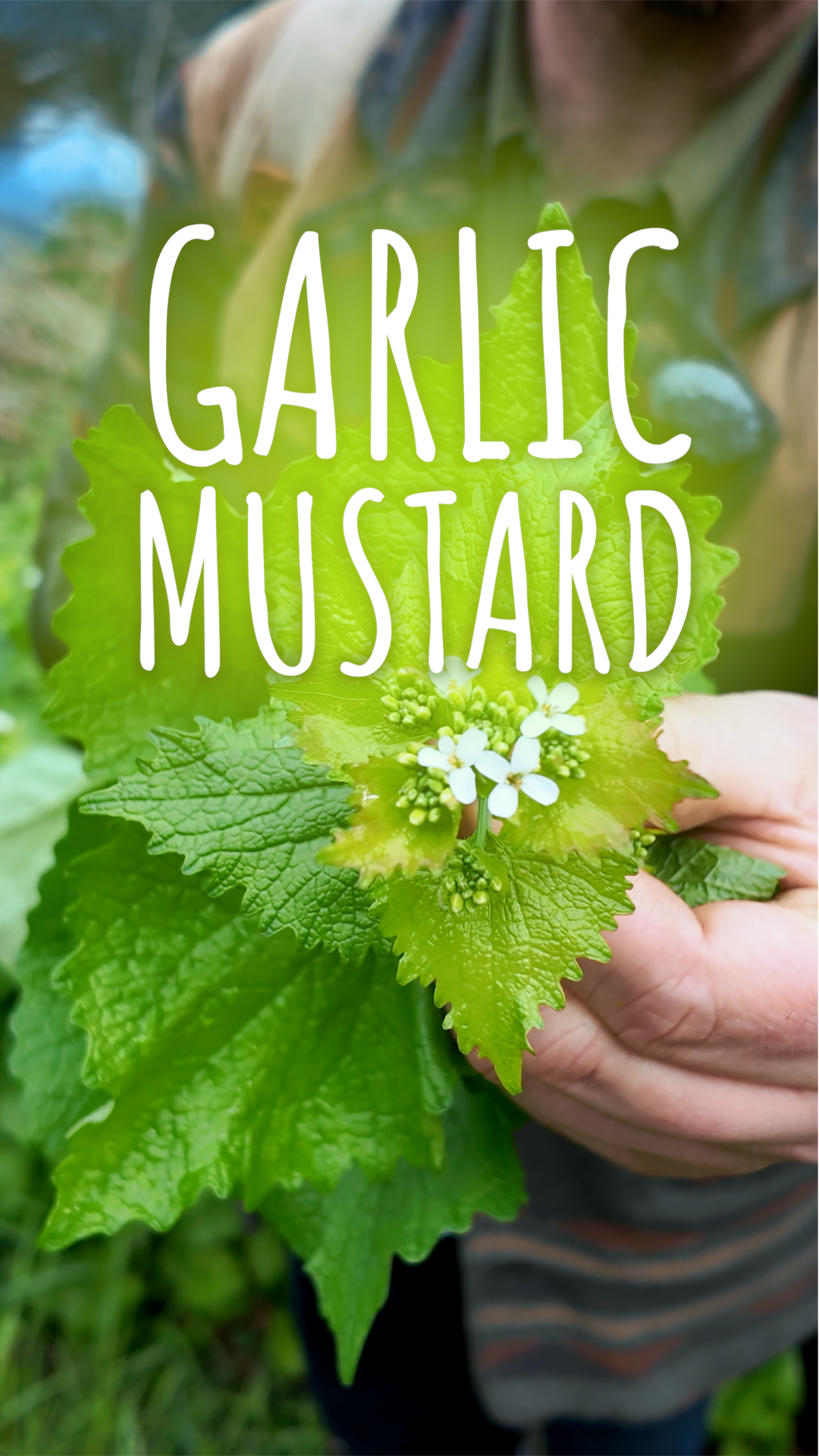 Close-up of green garlic mustard plant with small white flowers, held by a person's hand, with the text 'Garlic Mustard' overlaid.