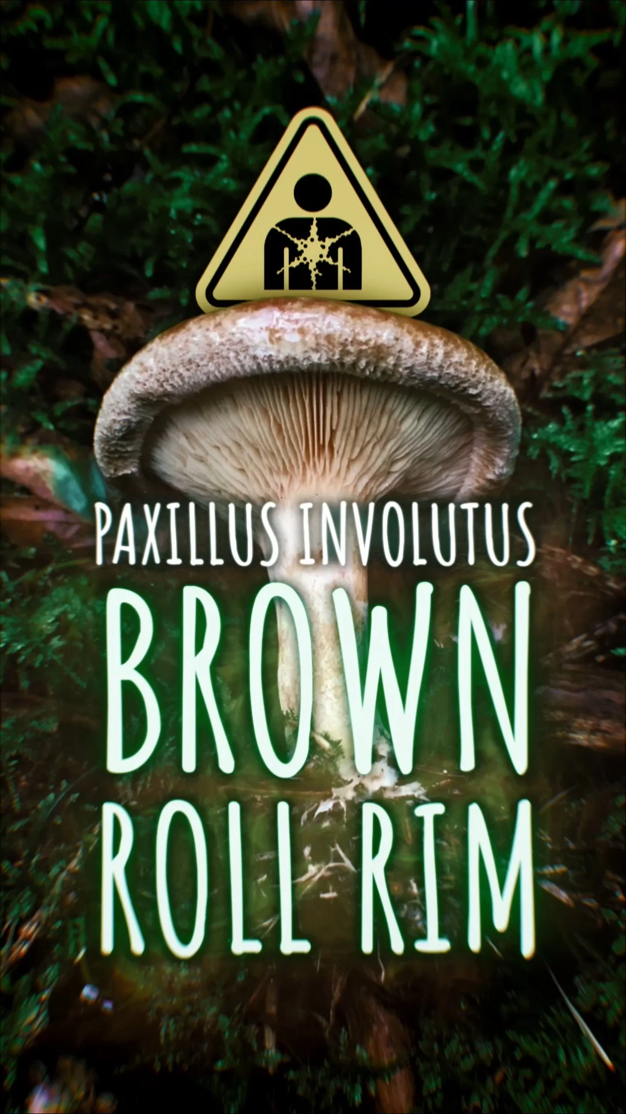 A mushroom in a forest with a yellow warning sign above it showing a person with star-shaped particles coming from their chest, indicating a potential hazard related to the mushroom. The text on the image reads "Paxillus involutus BROWN POISON ROLL R