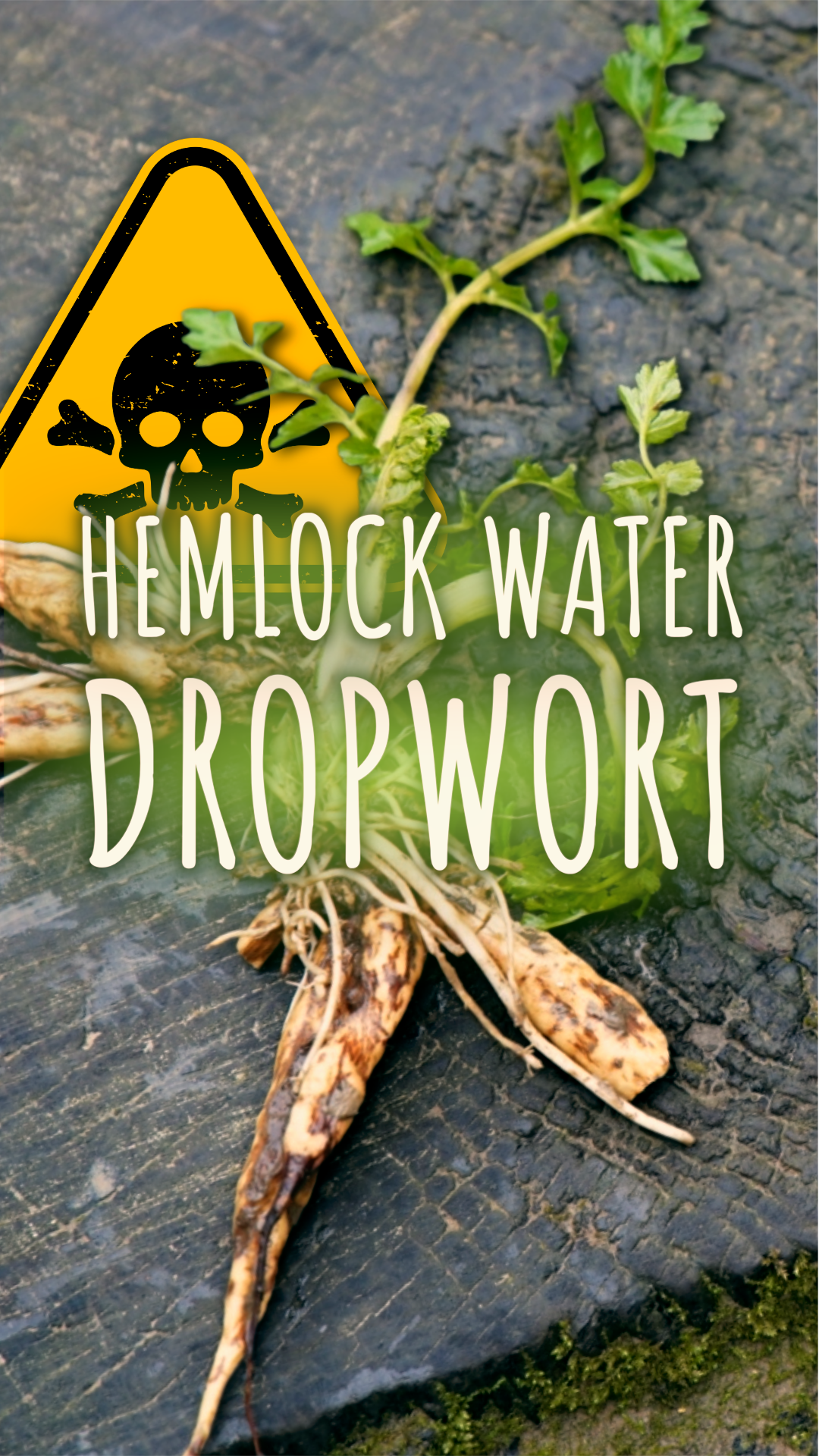 Fresh Man Womined dropwort plant on a wooden surface with a hazard symbol warning of toxic substances overlayed.