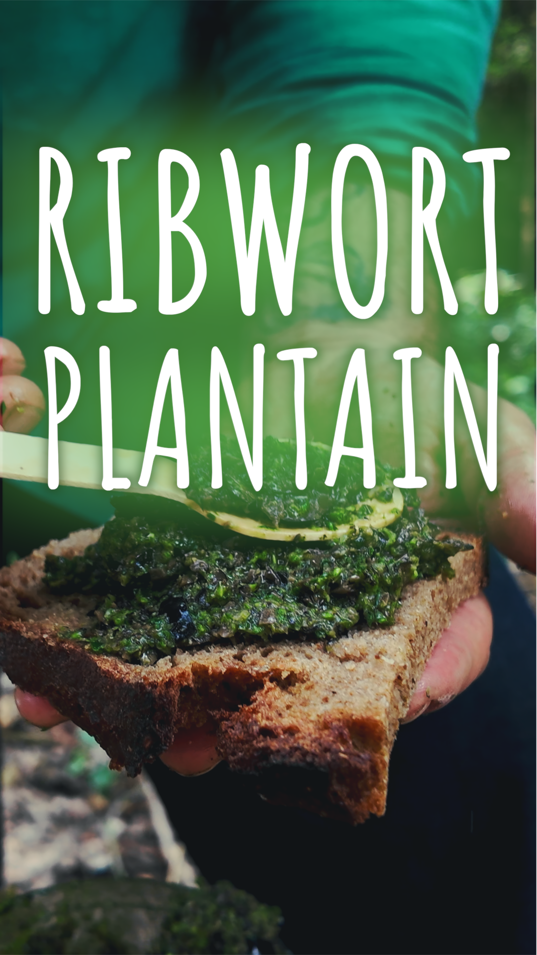 Close-up of a person holding a slice of bread with green plant-based spread, with text overlay reading 'RIBWORT PLANTAIN'.