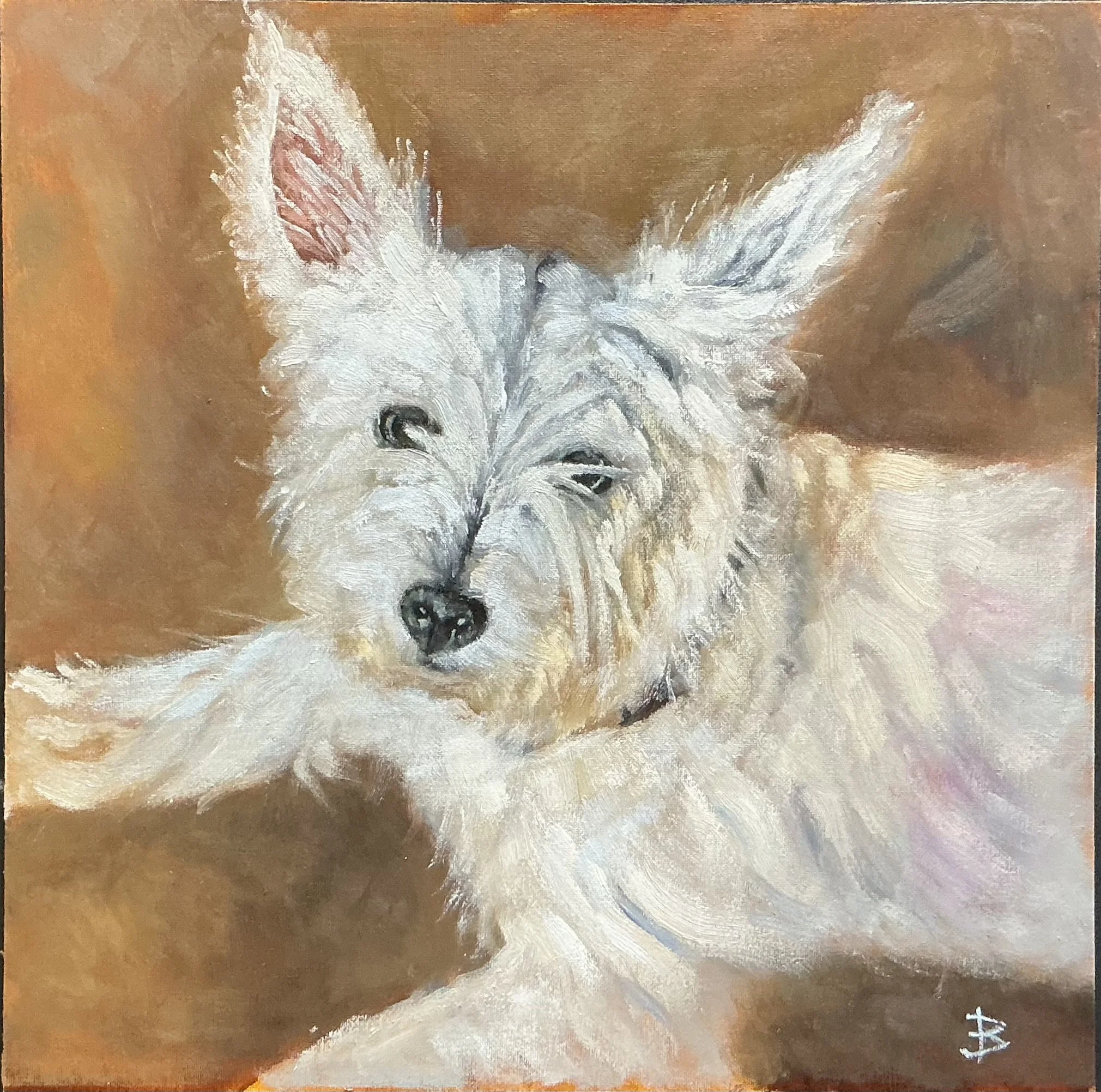 Norman the West Highland Terrier. Young pup looking up expectantly expecting a treat or a pet.