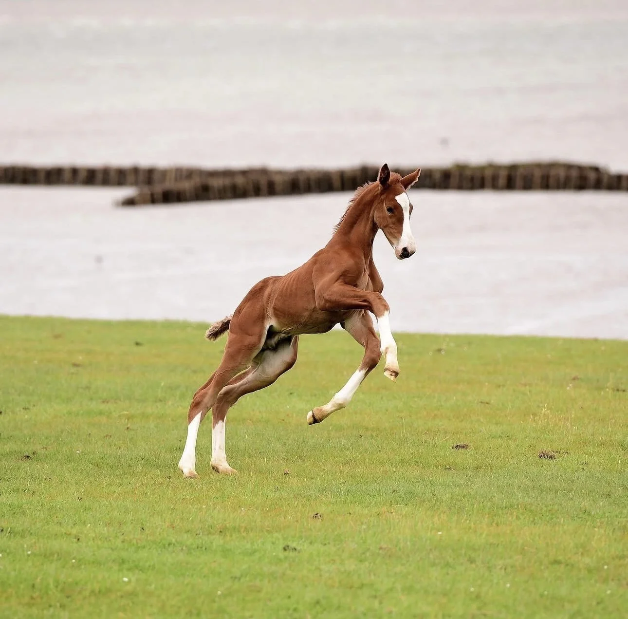 A young brown foal with white markings on its face and legs running on a grassy field.