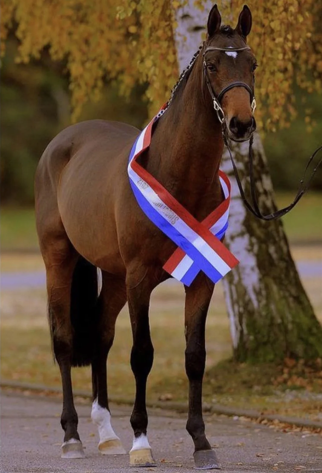 A brown horse with a ribbon around its neck, standing outdoors in front of a background of trees with autumn foliage.