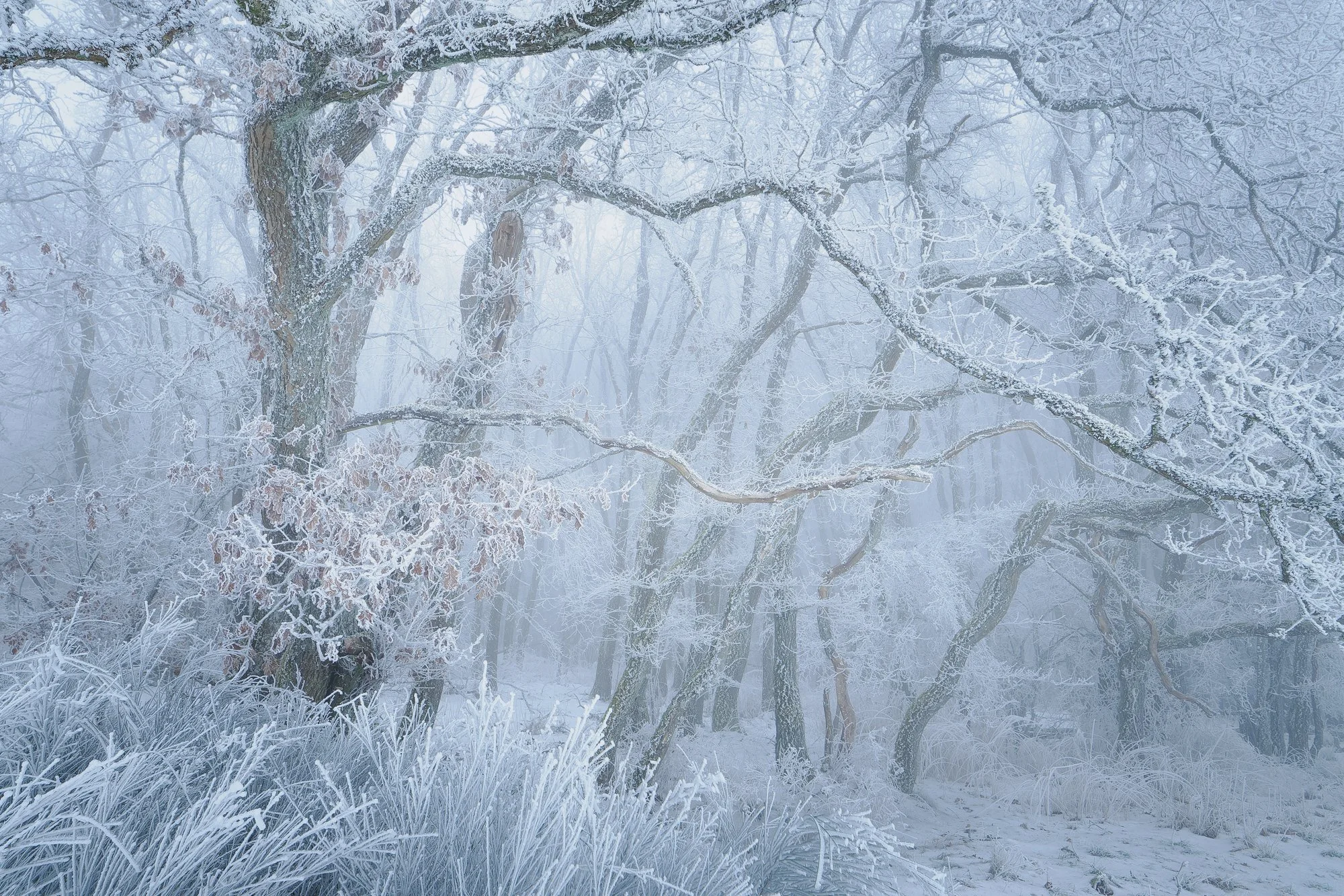 Schnee ist schön – aber Frost ist besser!