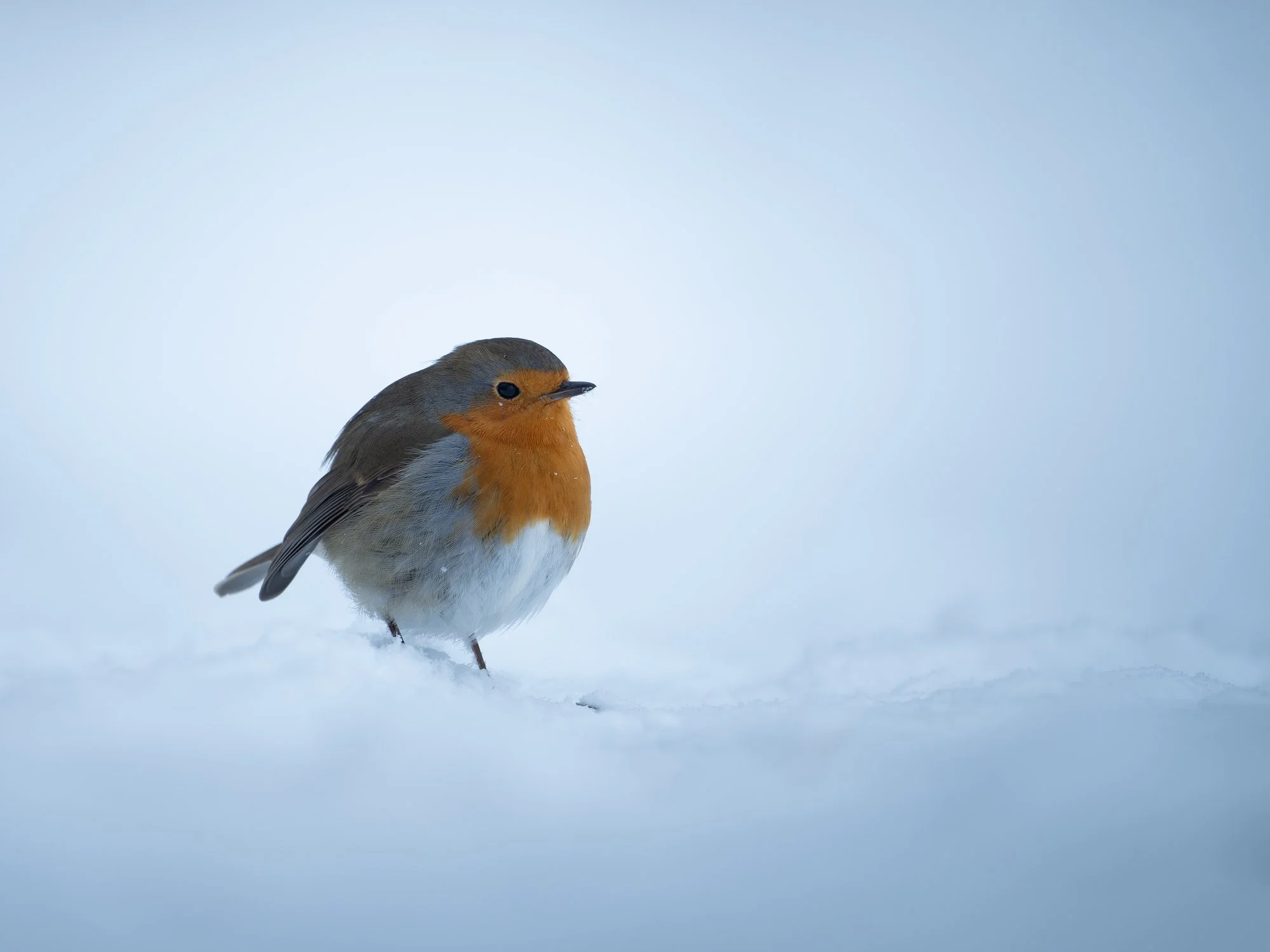 Winterzauber auf zwei Beinen