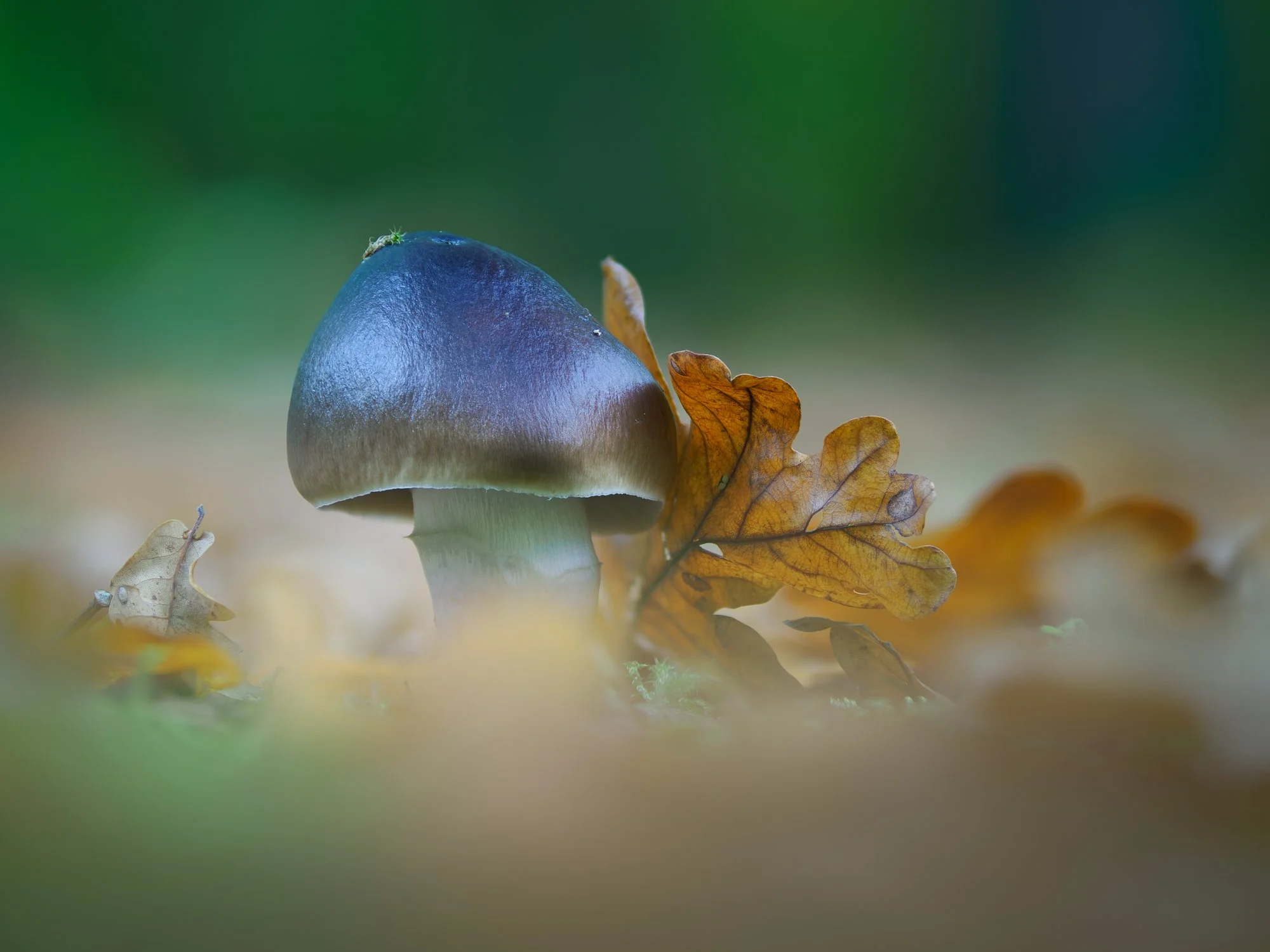 2025-10-18 19-26-46 (B,Radius6,Smoothing3).jpg