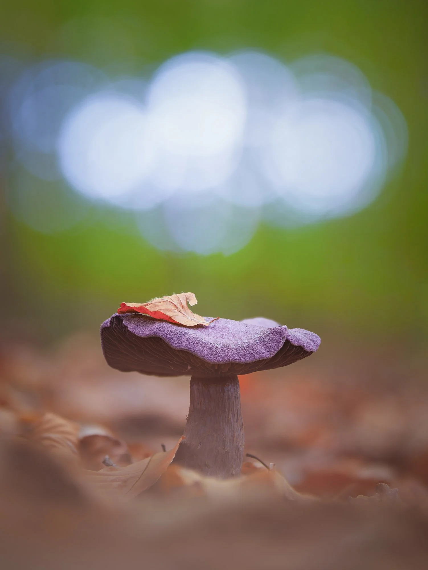 2025-10-19 18-21-29 (B,Radius6,Smoothing3).jpg