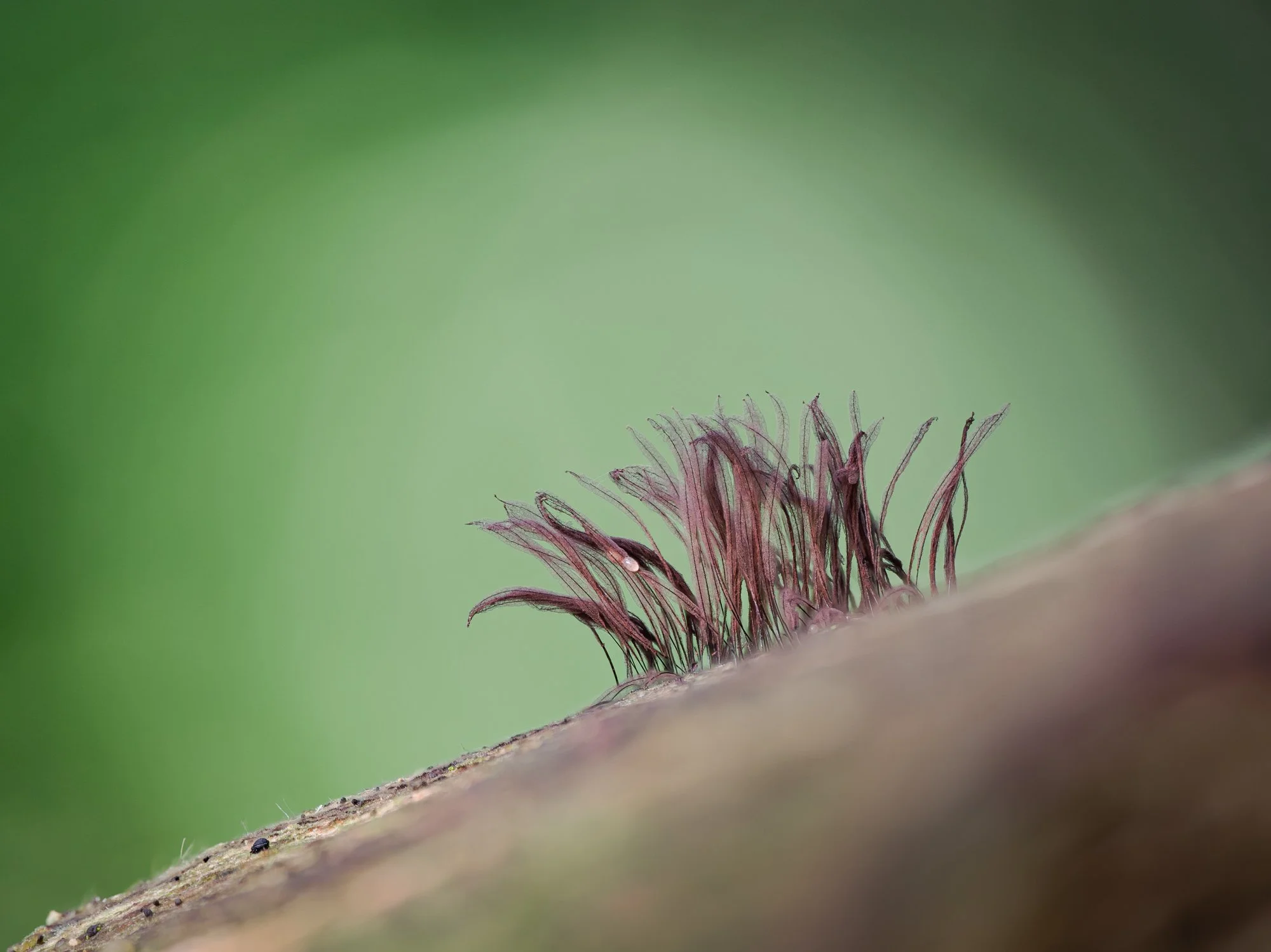 2025-08-01 19-01-45 (B,Radius6,Smoothing3).jpg