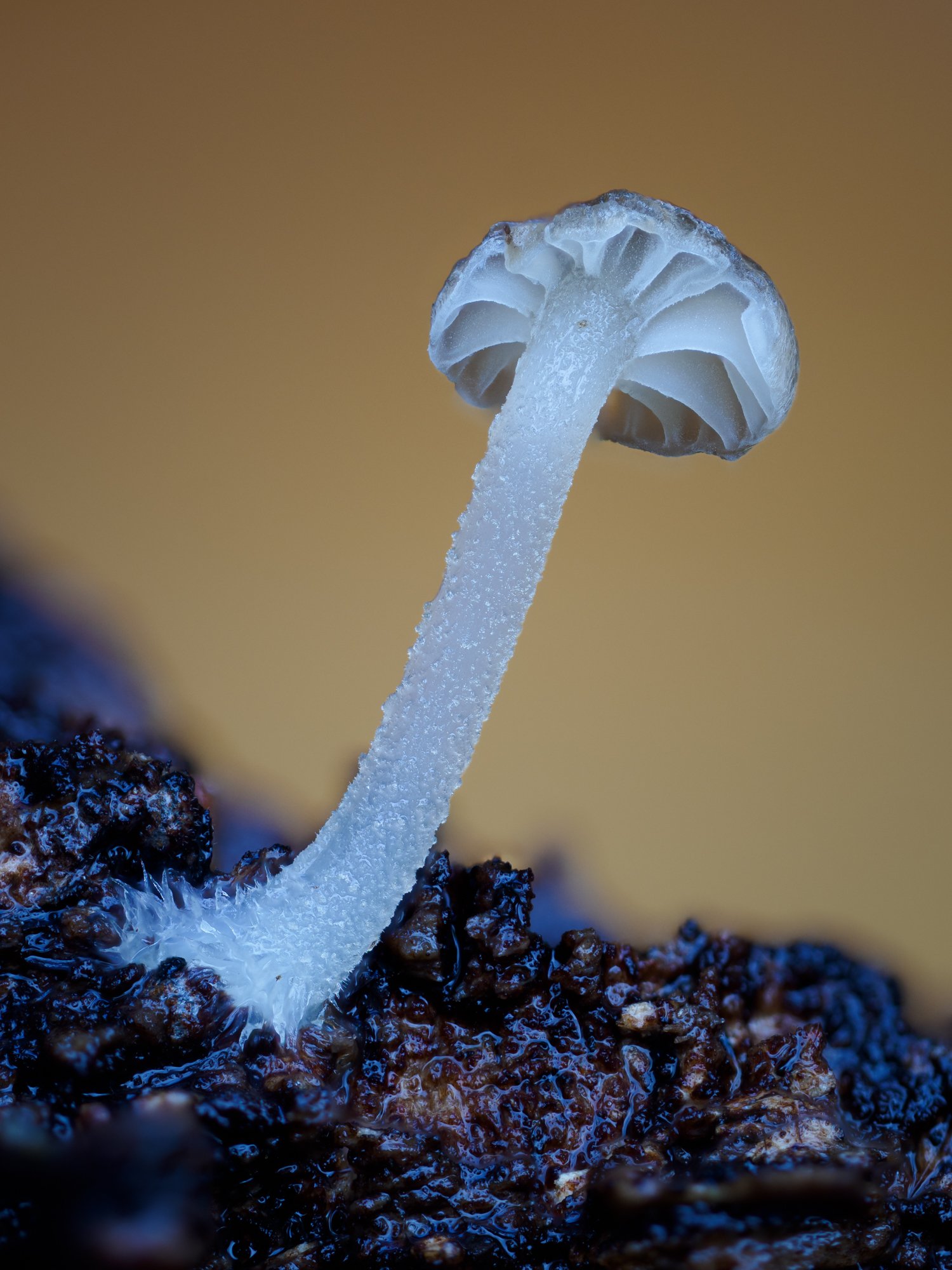 2025-11-02 17-07-04 (B,Radius6,Smoothing3).jpg